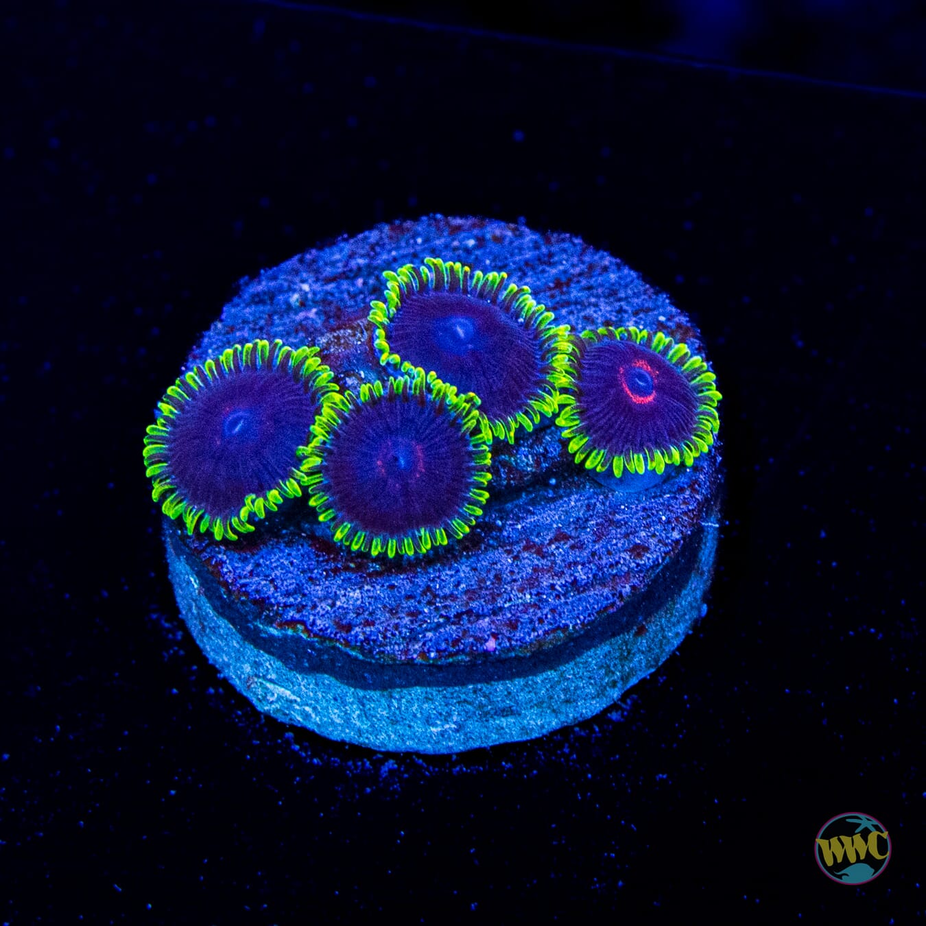 WWC Purple Hearts Zoanthids