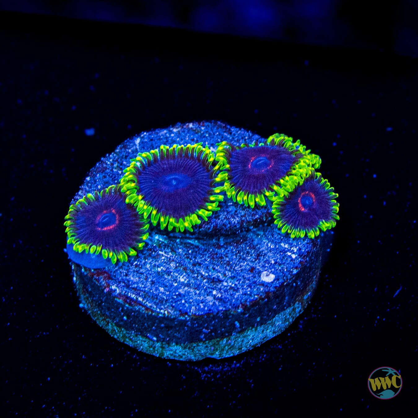 WWC Purple Hearts Zoanthids