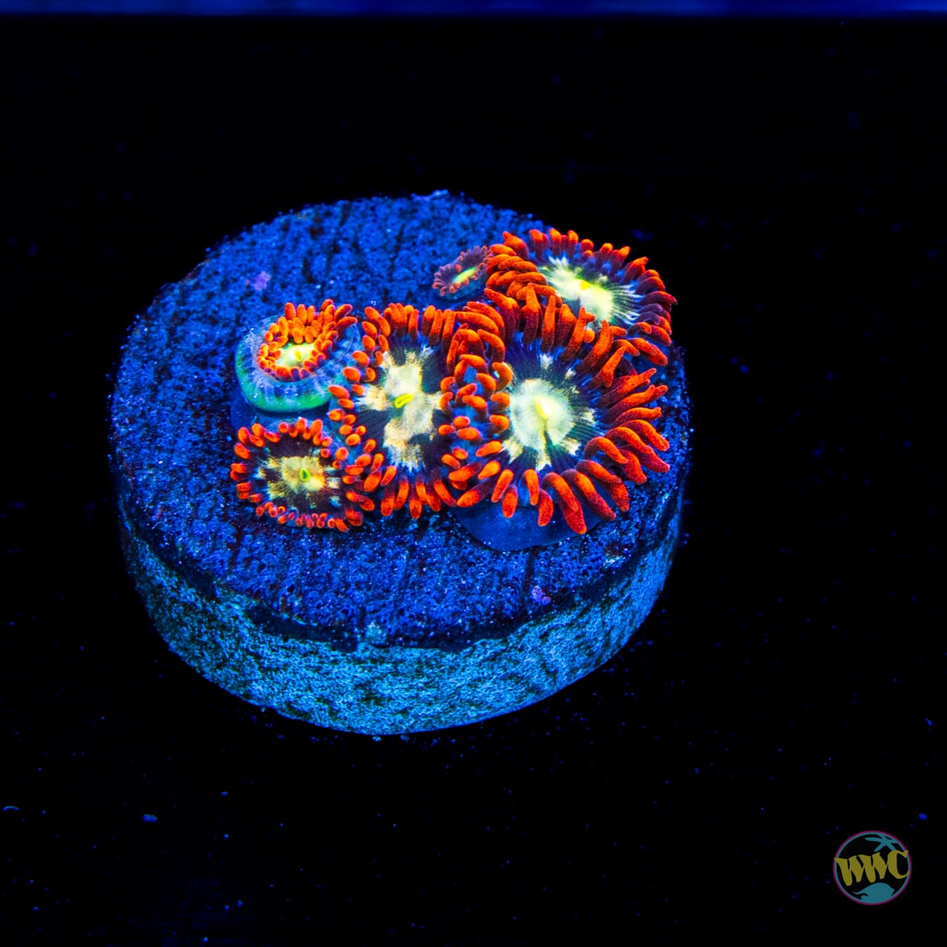 WWC Alpha Omega Zoanthids