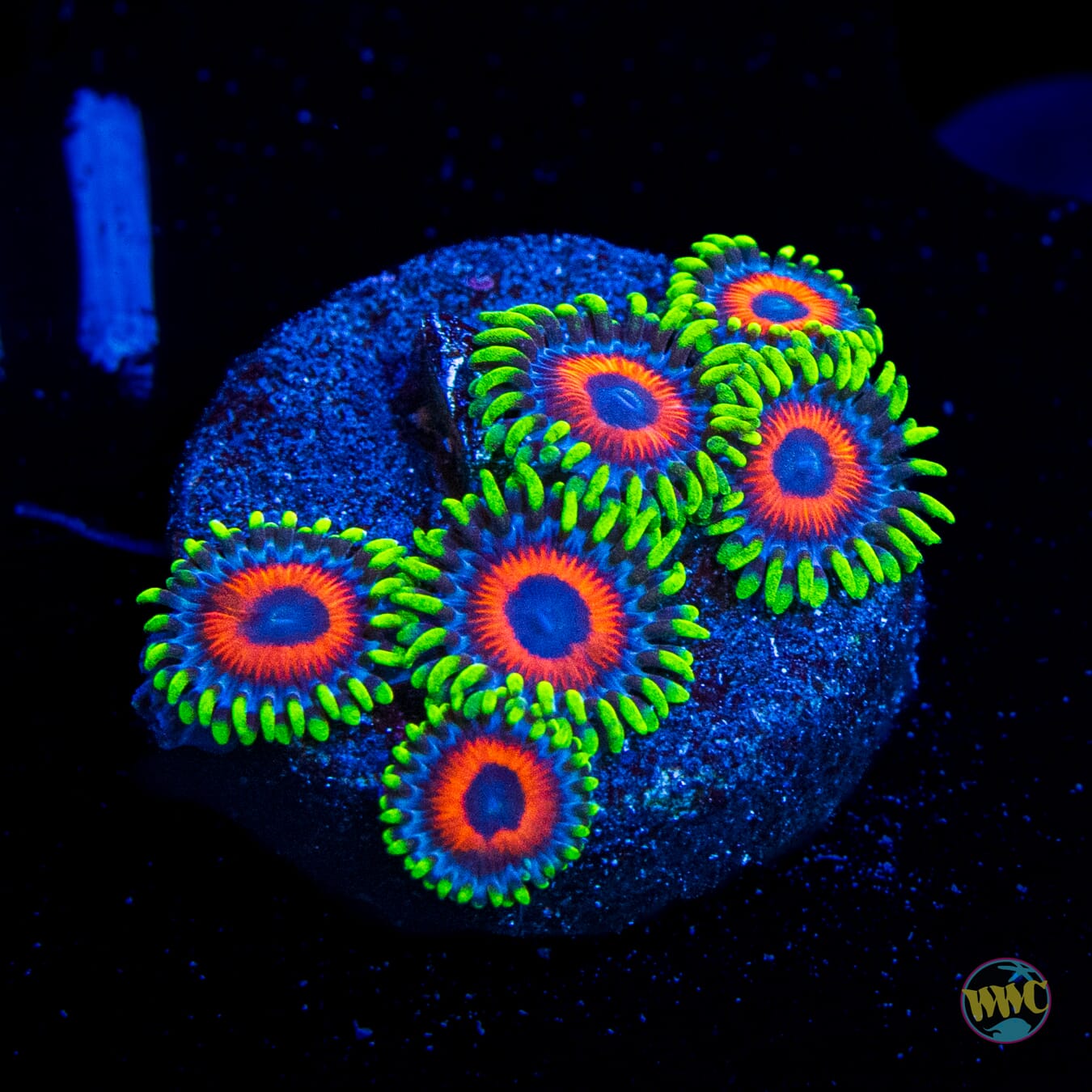 Whammin Watermelon Zoanthids