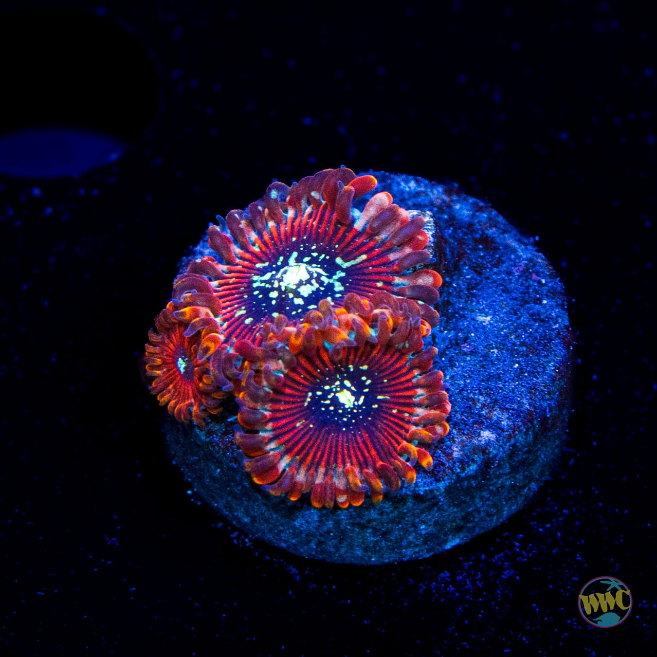 Magician Zoanthids