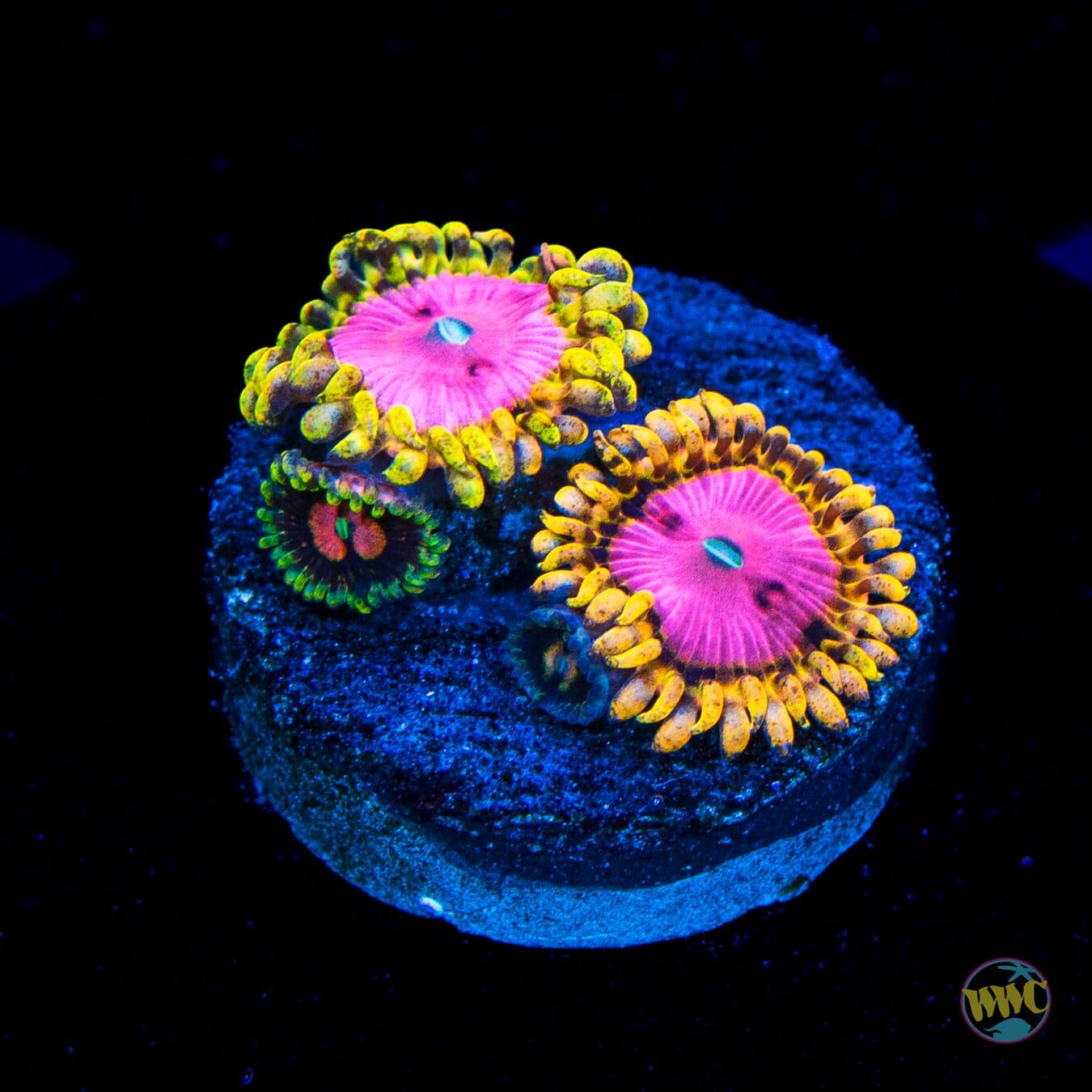 RR Pink Diamond Zoanthids