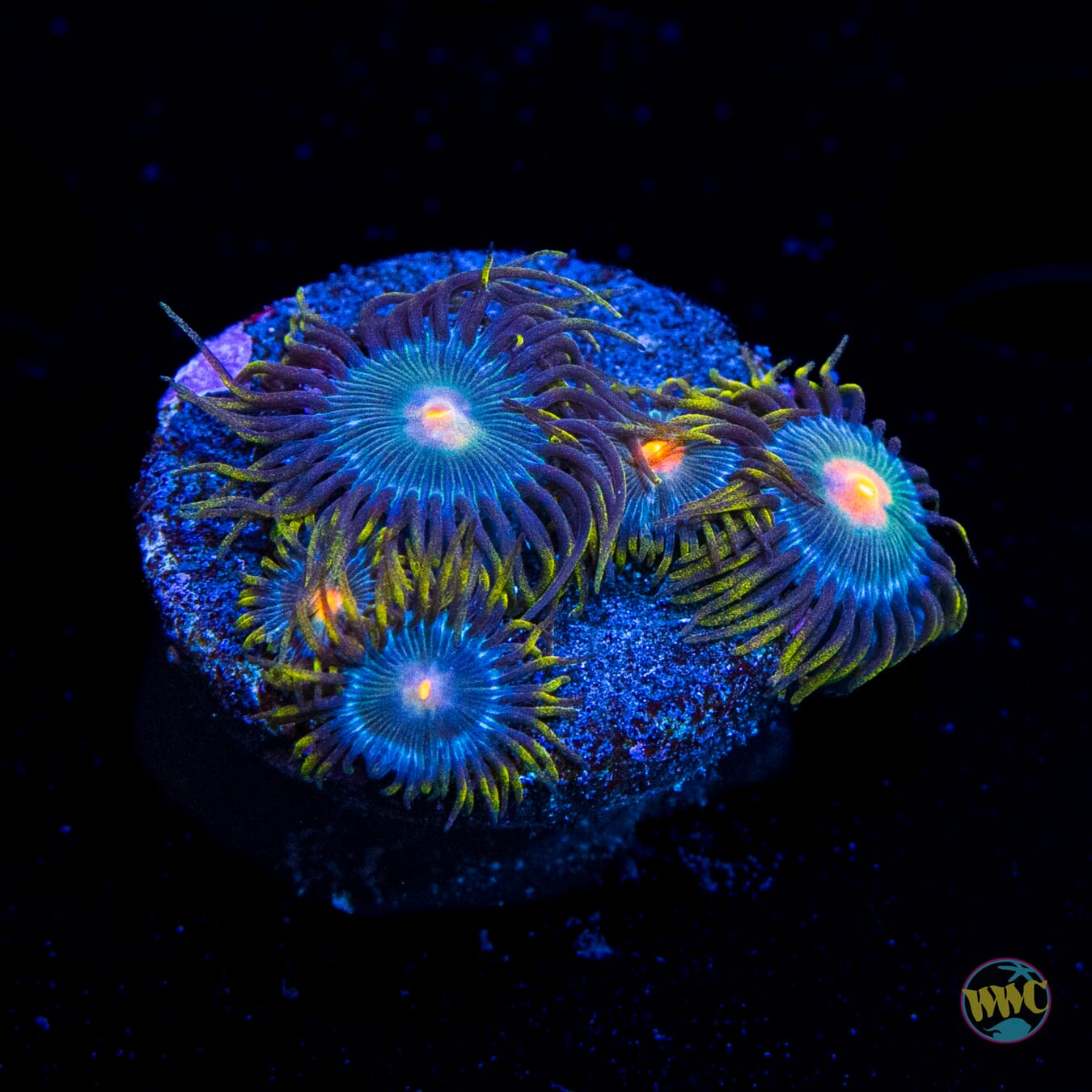 WWC Hairy Gorilla Nipple Zoanthids
