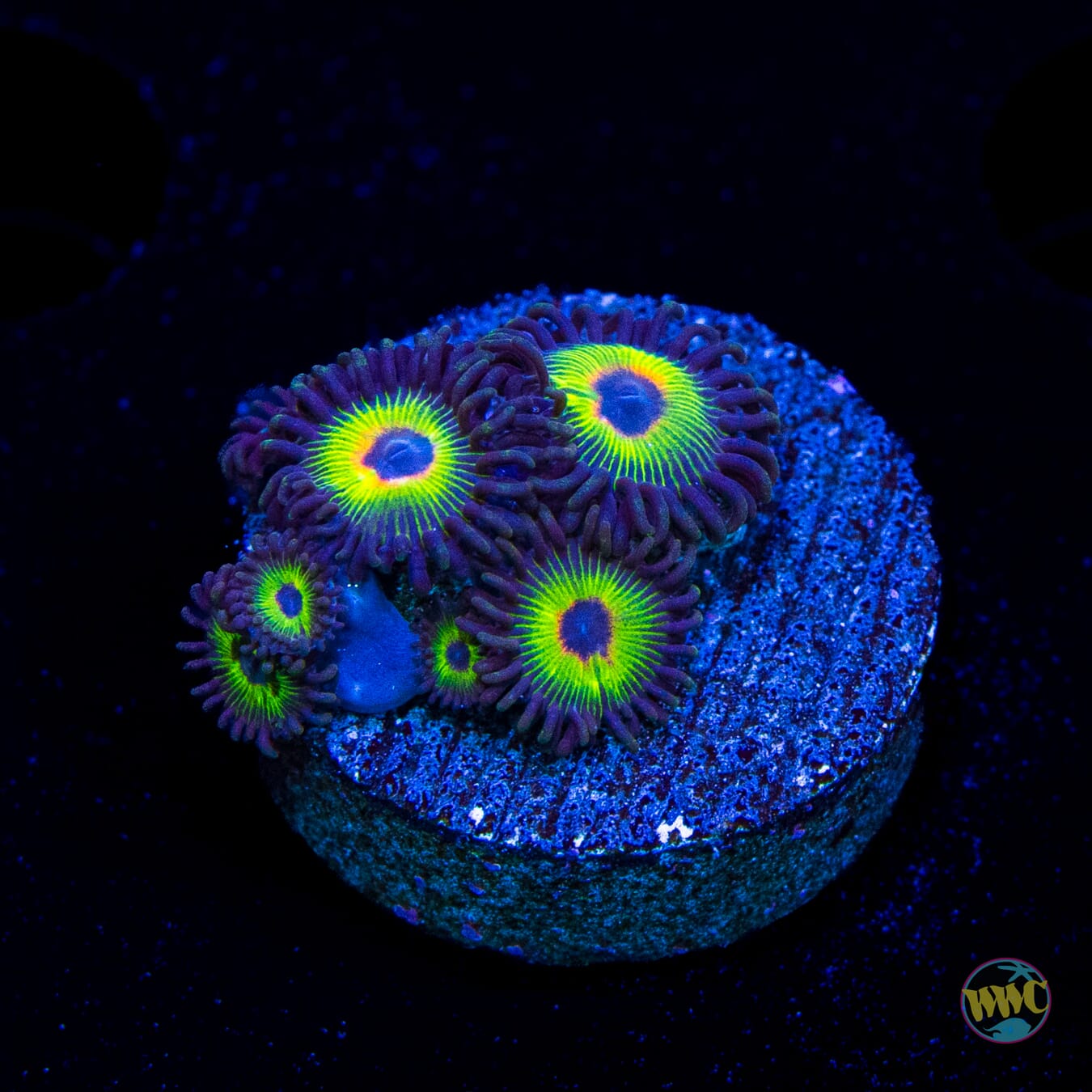 WWC Bob Marley Zoanthids