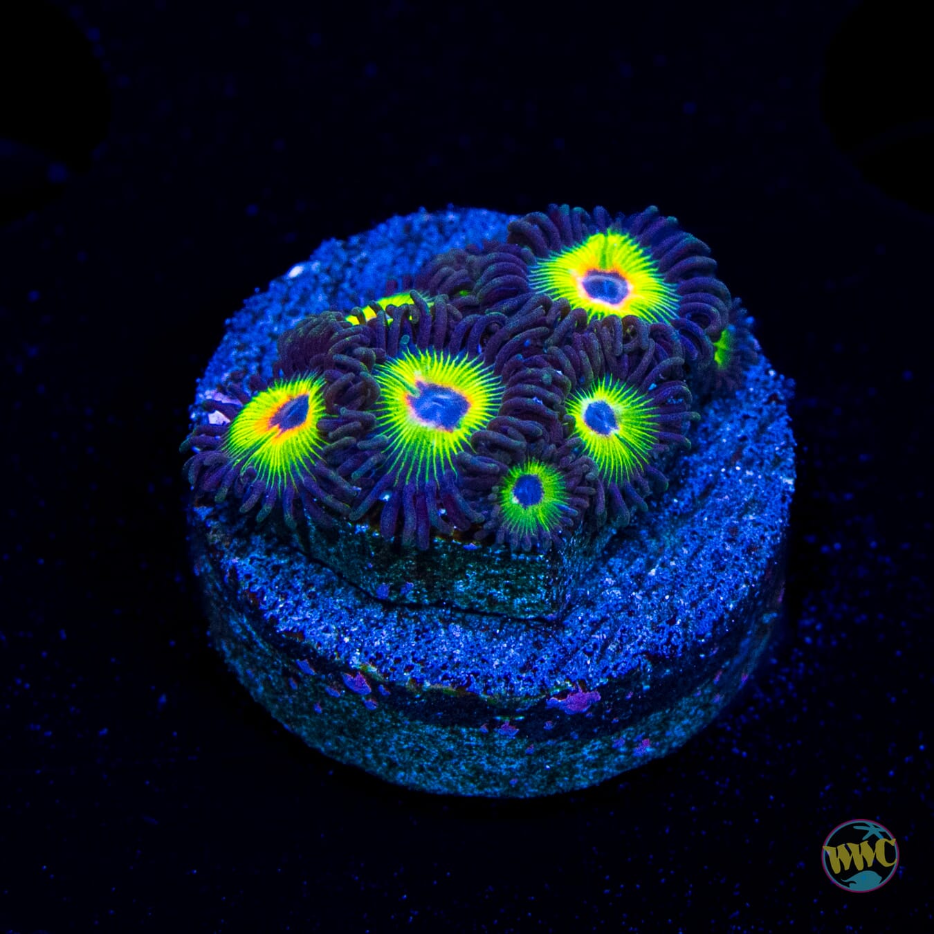 WWC Bob Marley Zoanthids