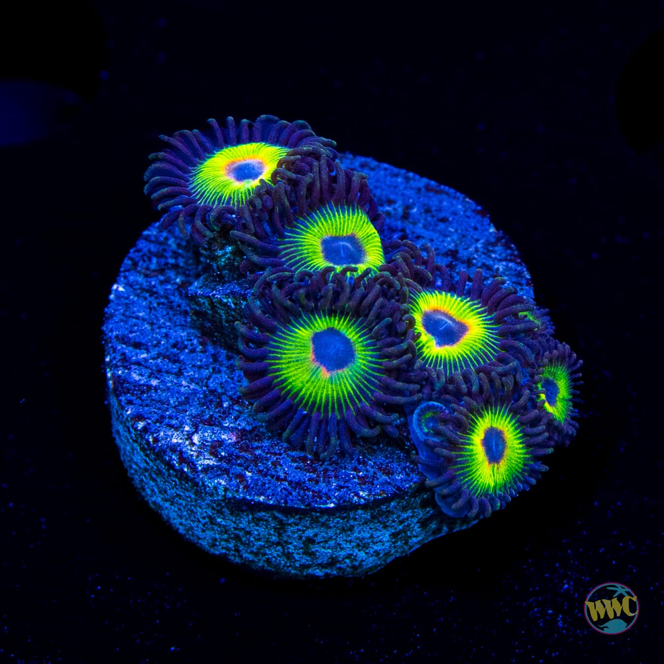 WWC Bob Marley Zoanthids