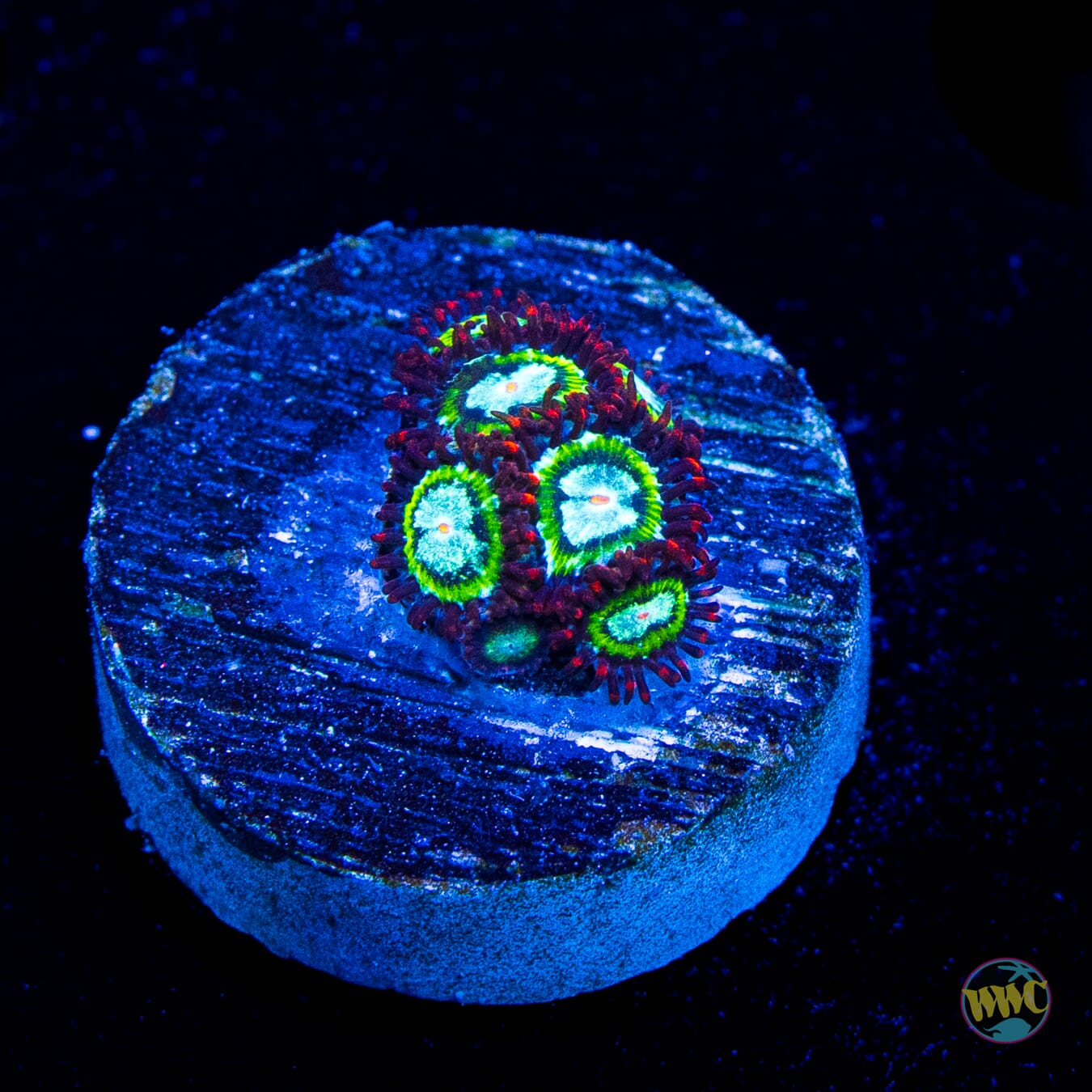 WWC Viridians Zoanthids