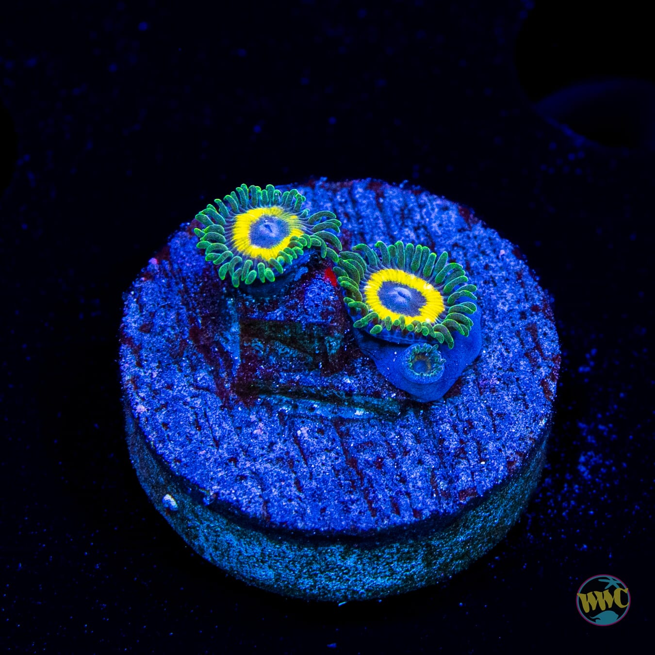 WWC Yellow Submarine Zoanthids