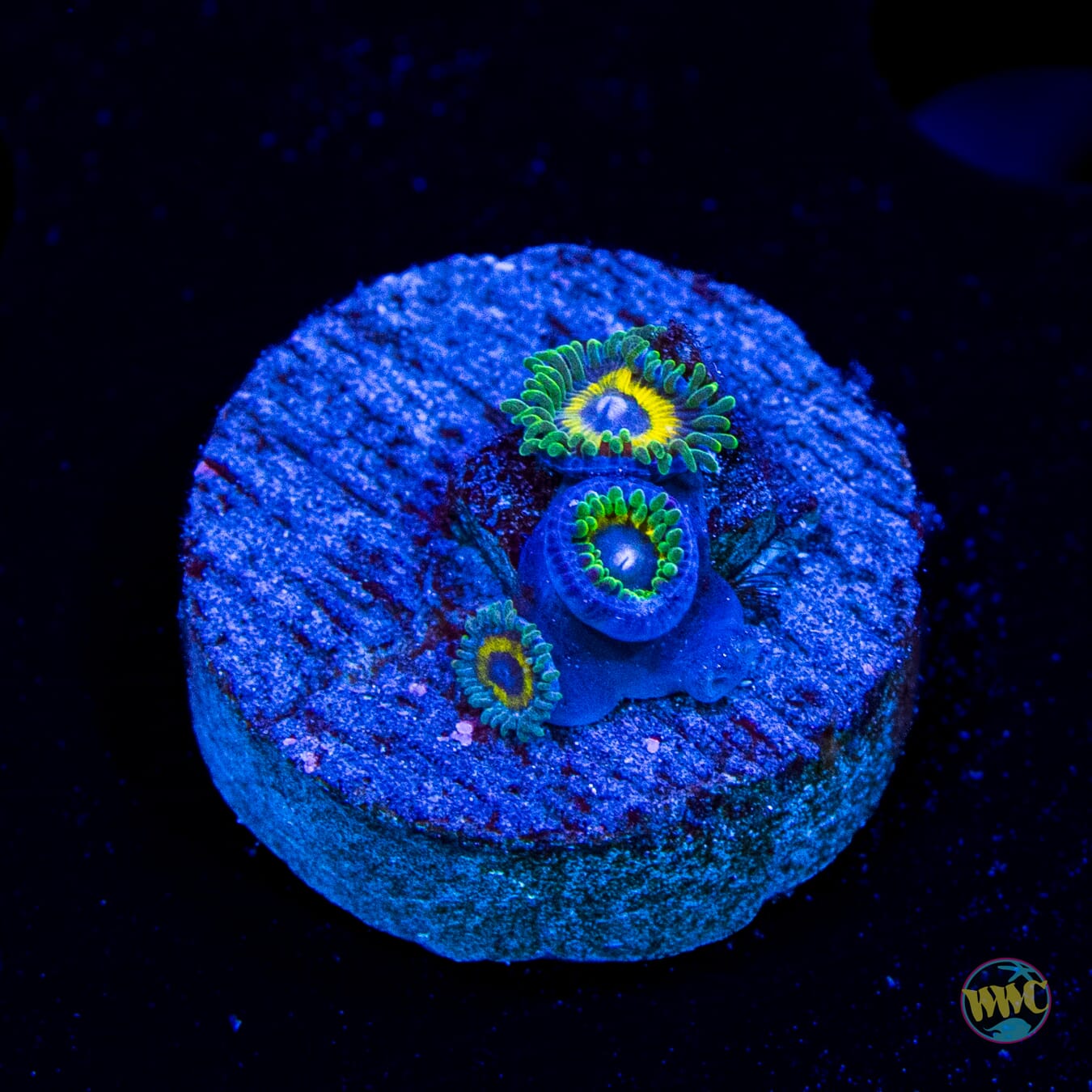 WWC Yellow Submarine Zoanthids