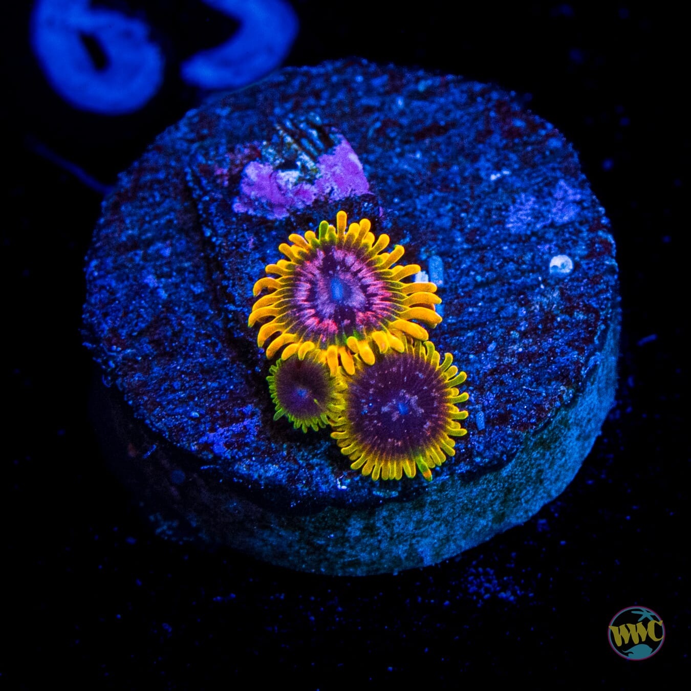 Jason Fox Acid Reflux Zoanthids