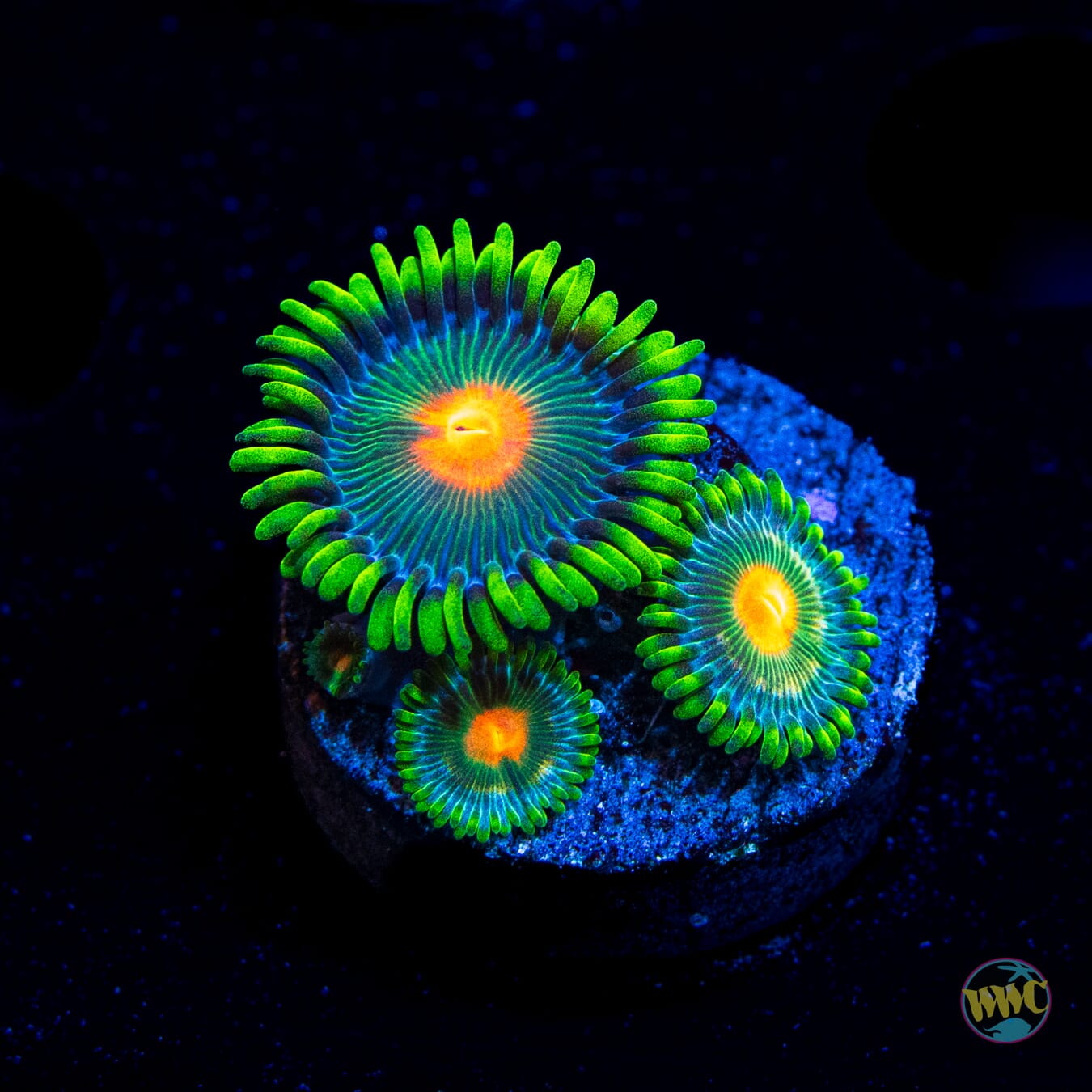 WWC Campfire Zoanthids
