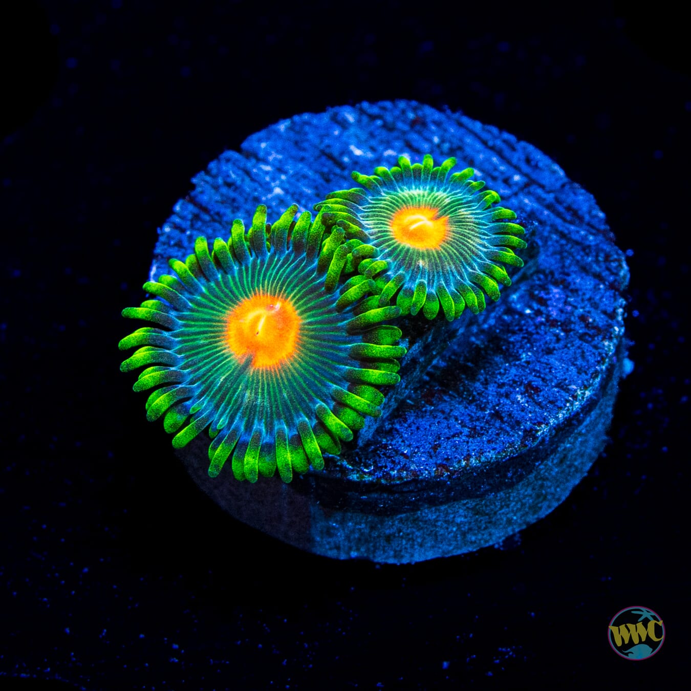 WWC Campfire Zoanthids