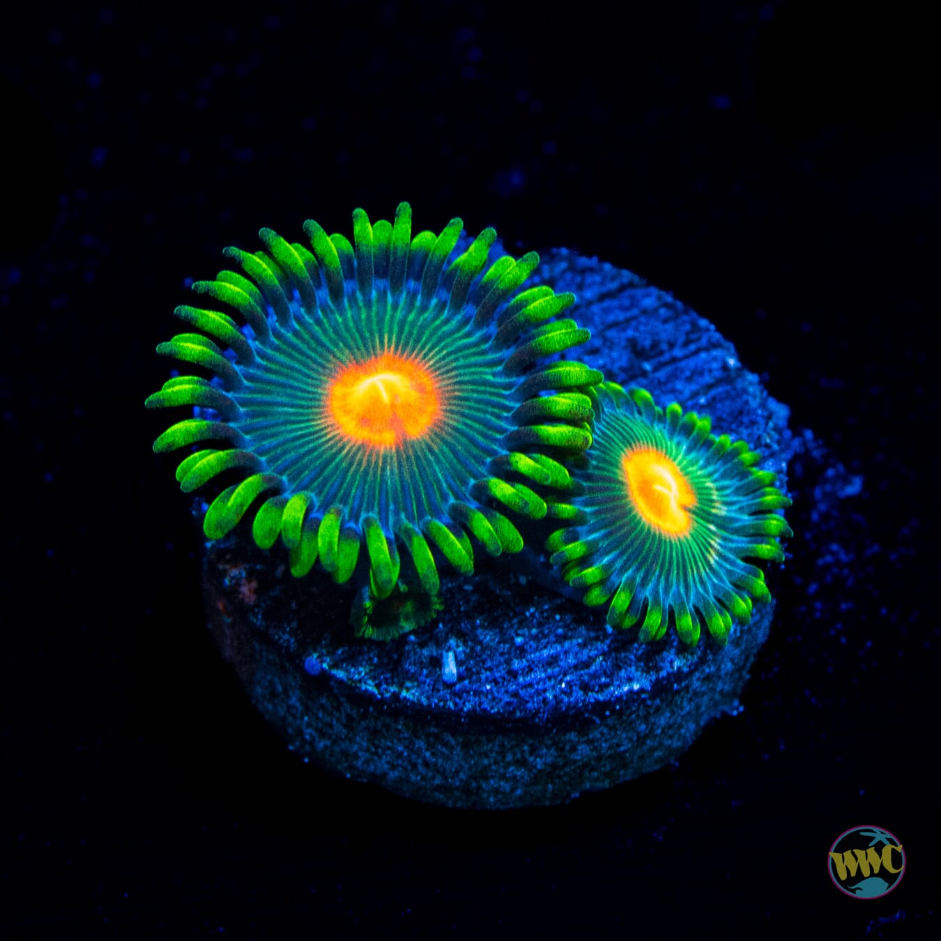 WWC Campfire Zoanthids