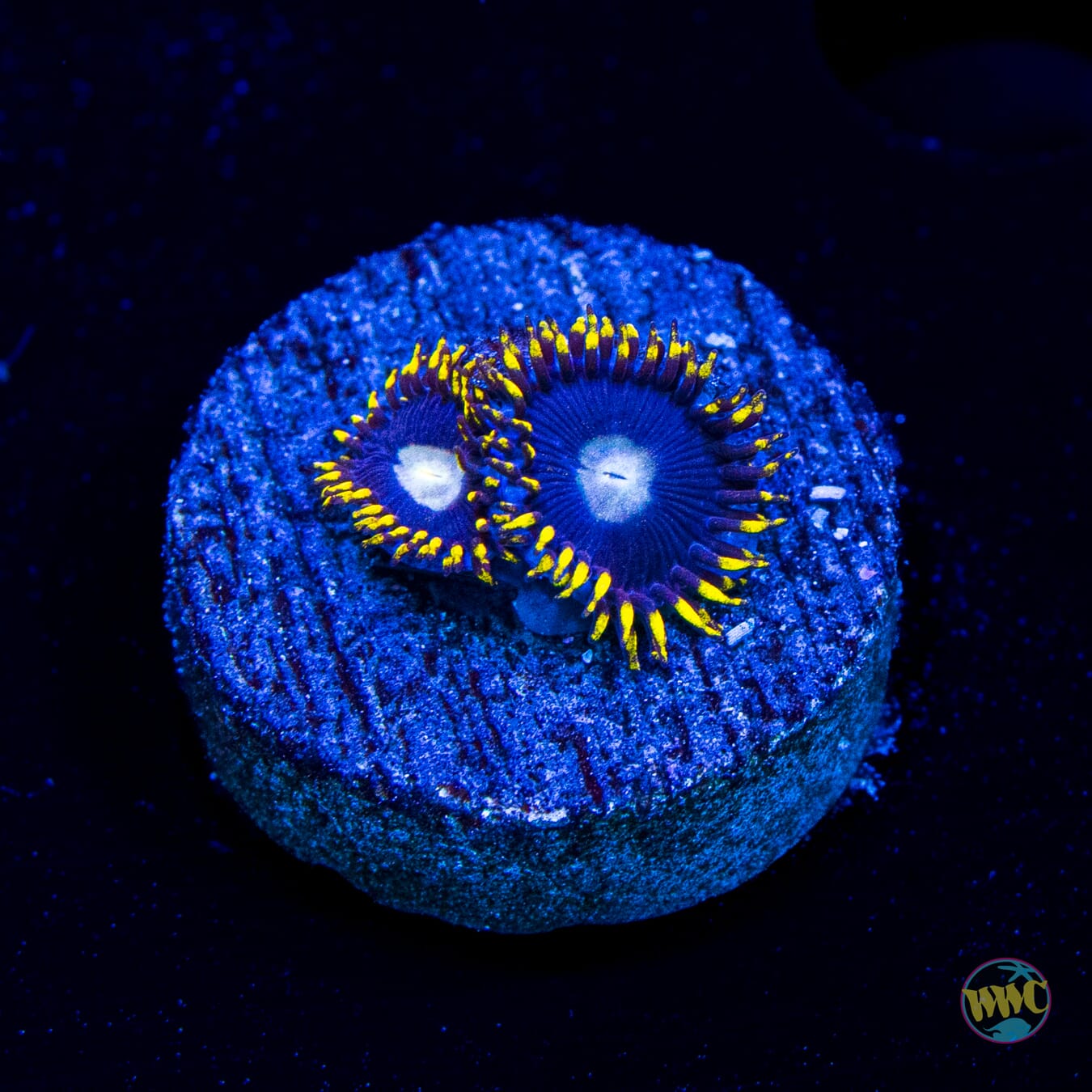 WWC Crown Royal Zoanthids