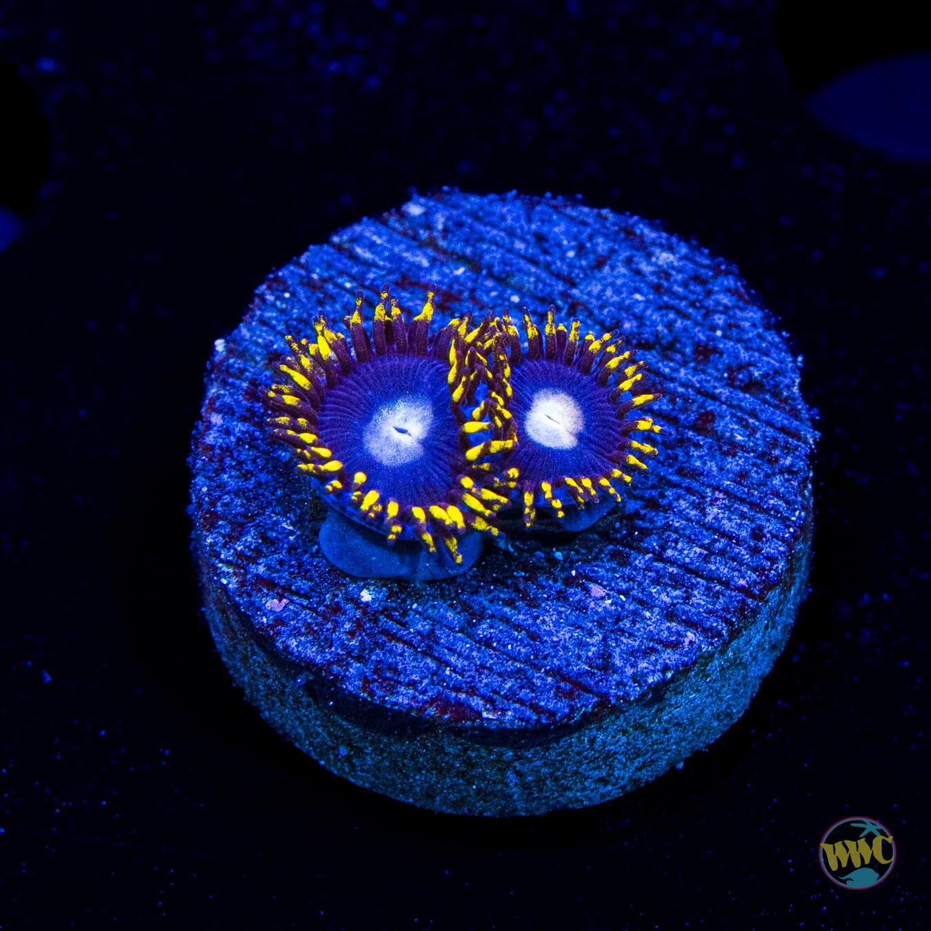 WWC Crown Royal Zoanthids