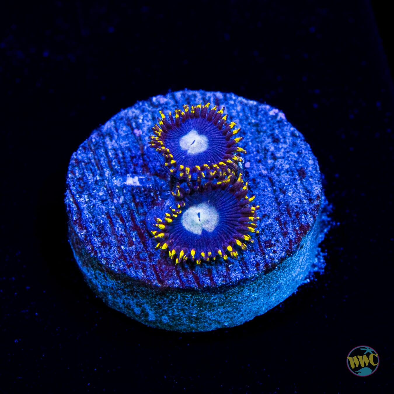 WWC Crown Royal Zoanthids