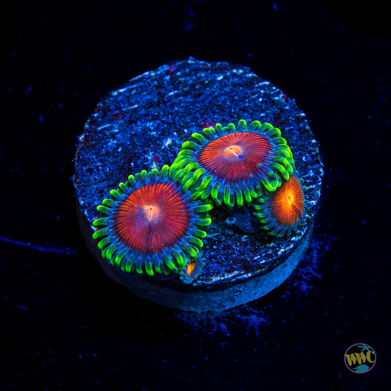 WWC Elemental Fury Zoanthids