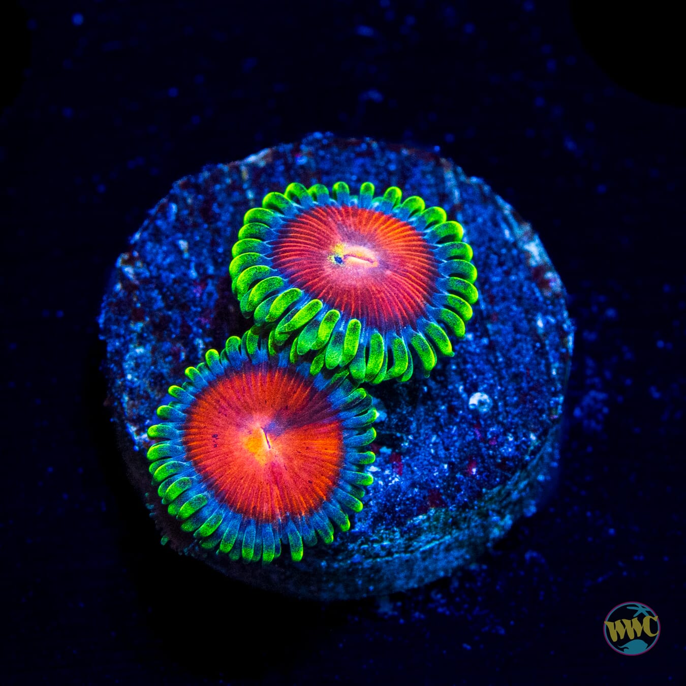 WWC Elemental Fury Zoanthids