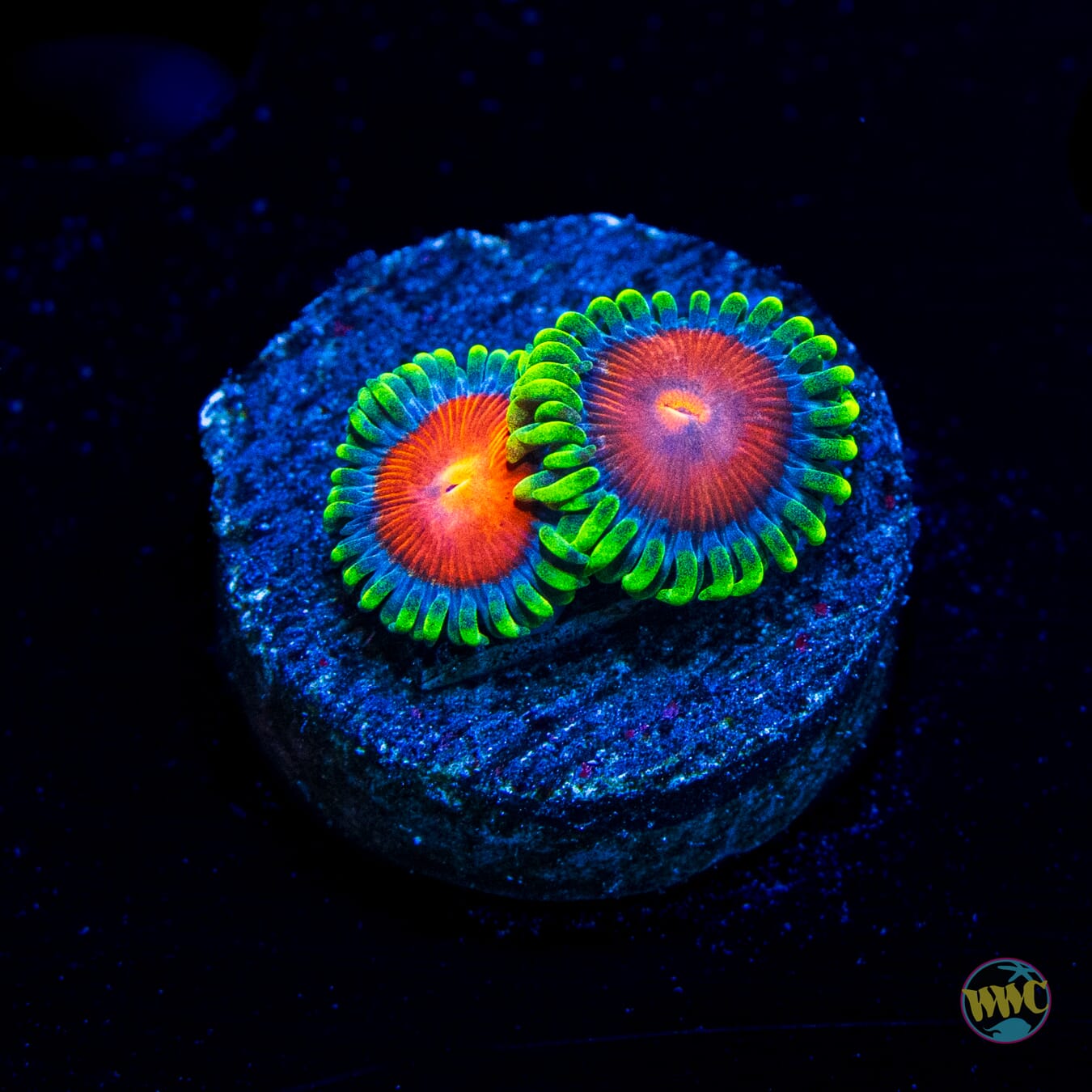 WWC Elemental Fury Zoanthids
