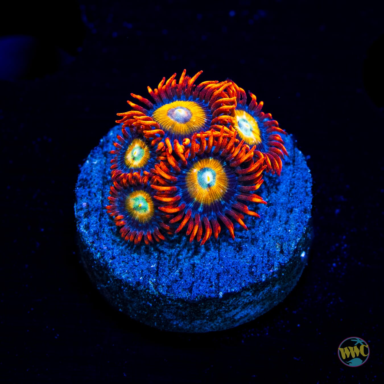 WWC Blondies Zoanthids