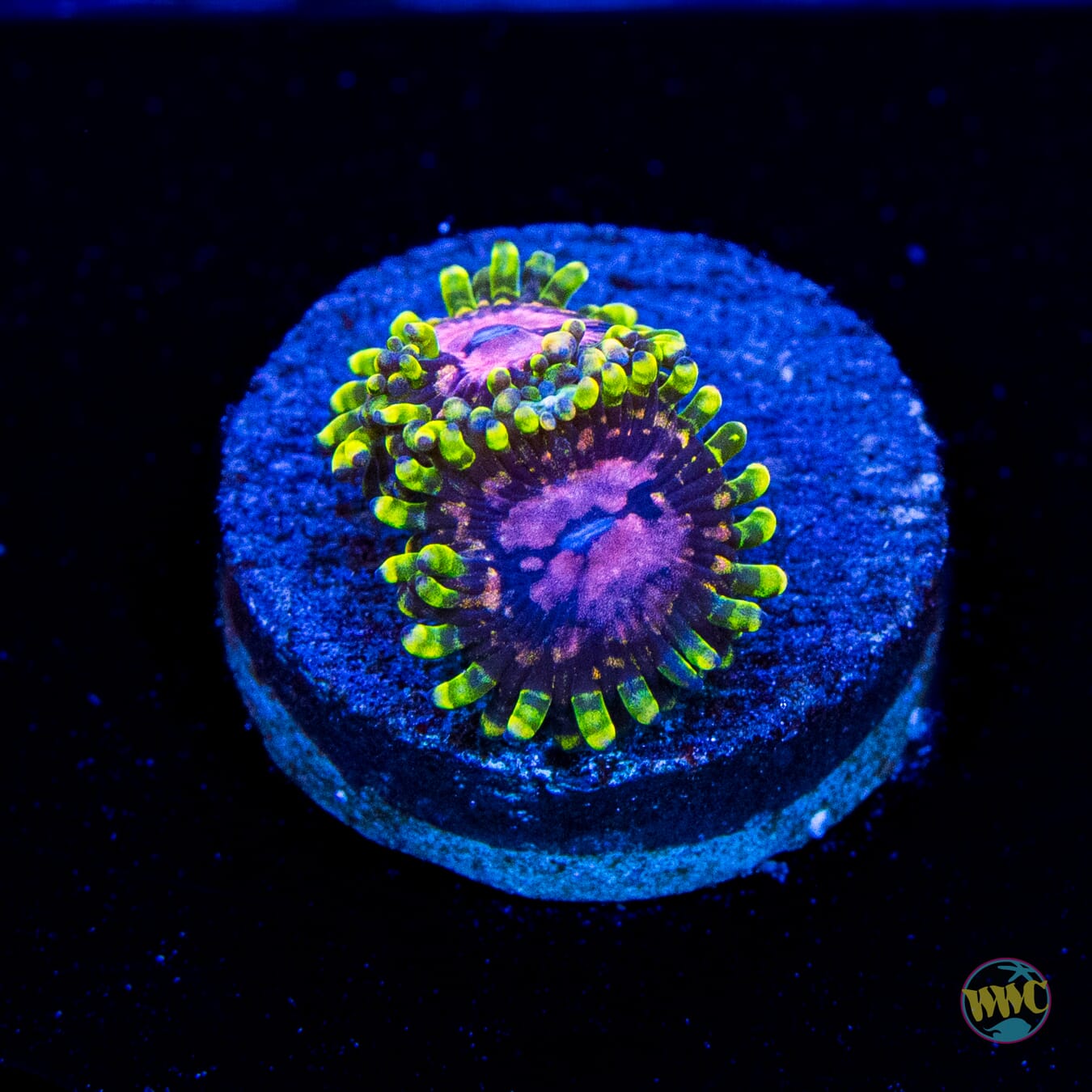 WWC Purple Monsters Zoanthids