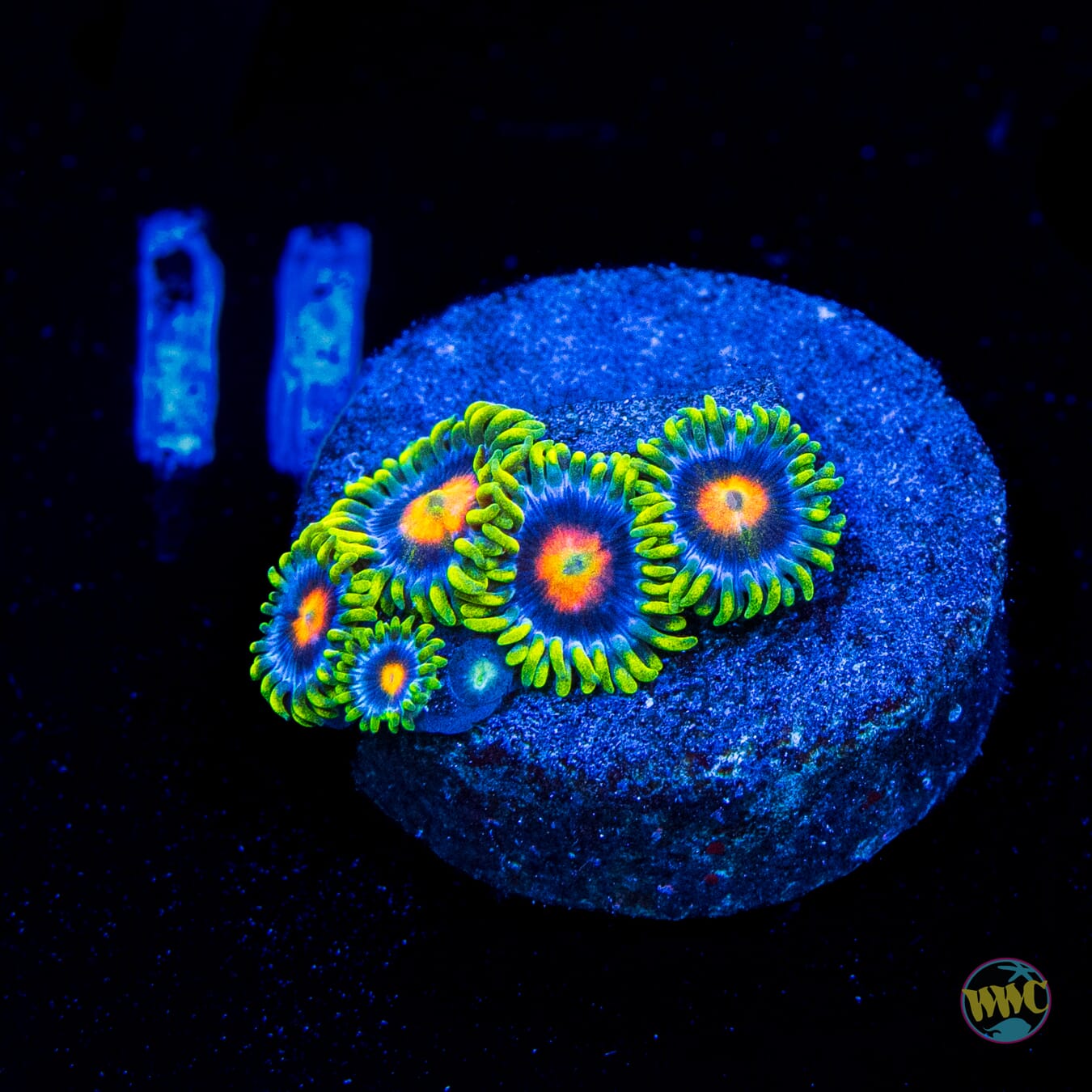 Ultimate Blowpop Zoanthids