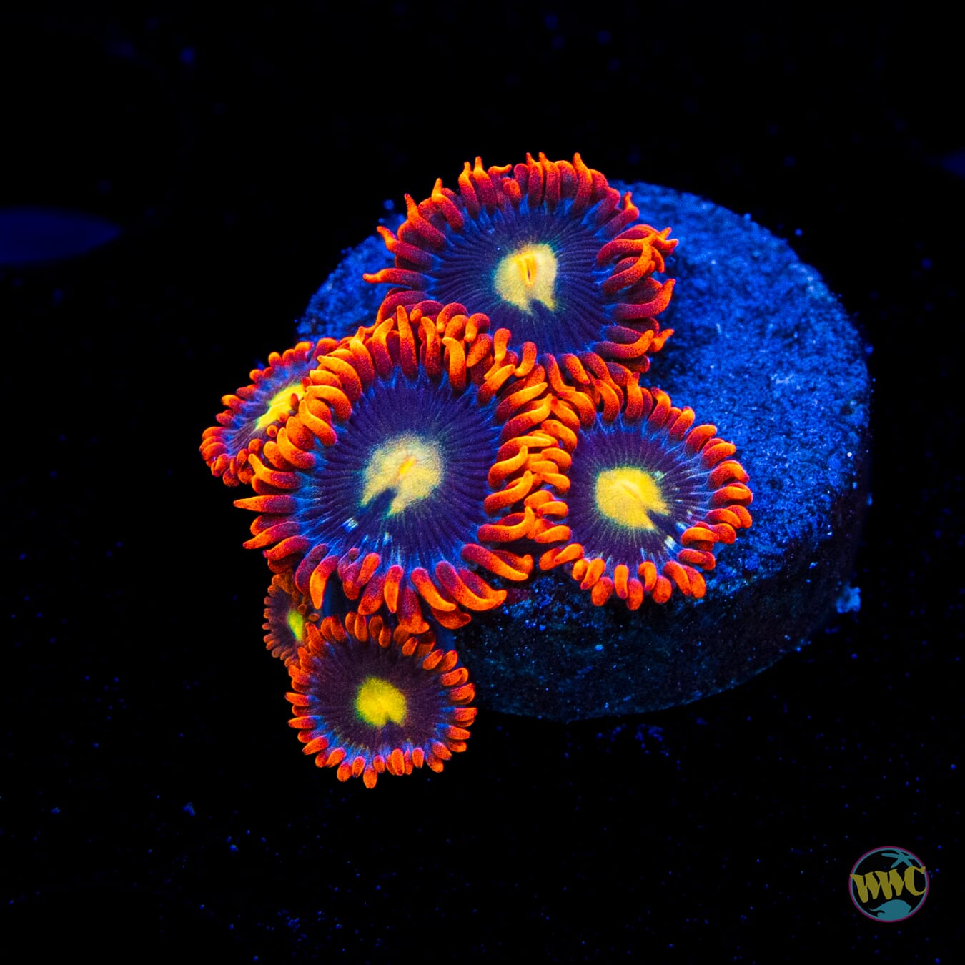 WWC Mandarin Monster Zoanthids