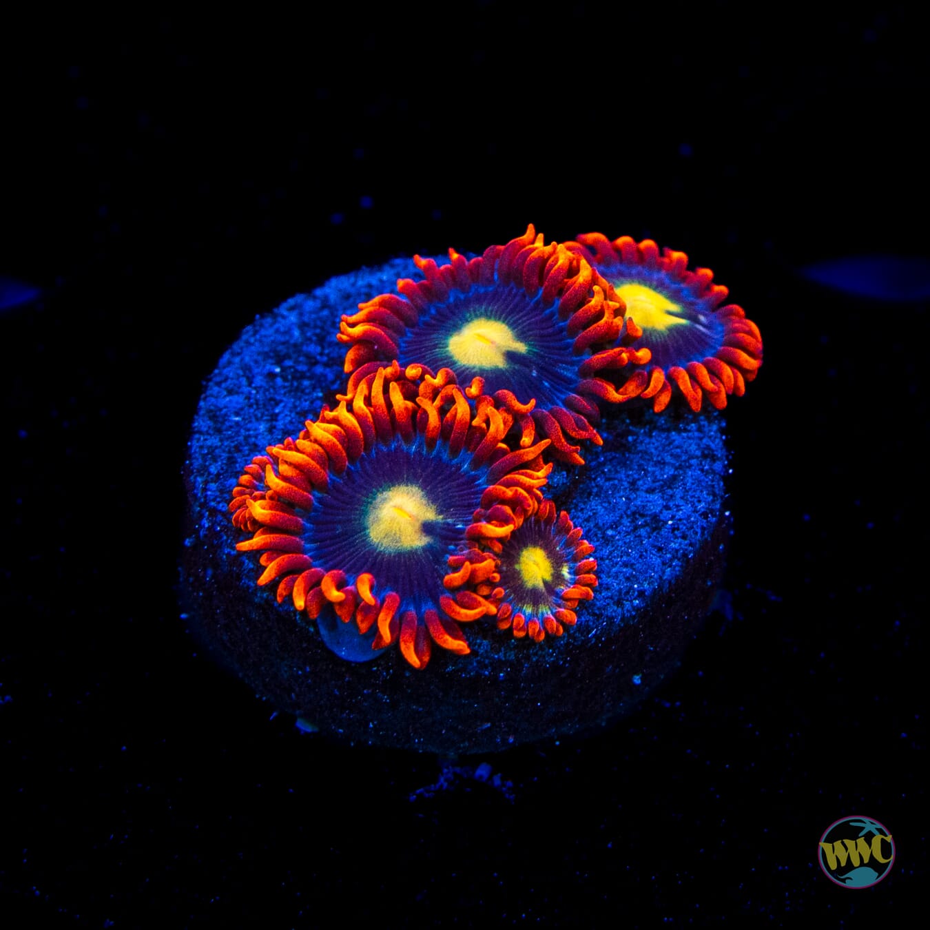 WWC Mandarin Monster Zoanthids