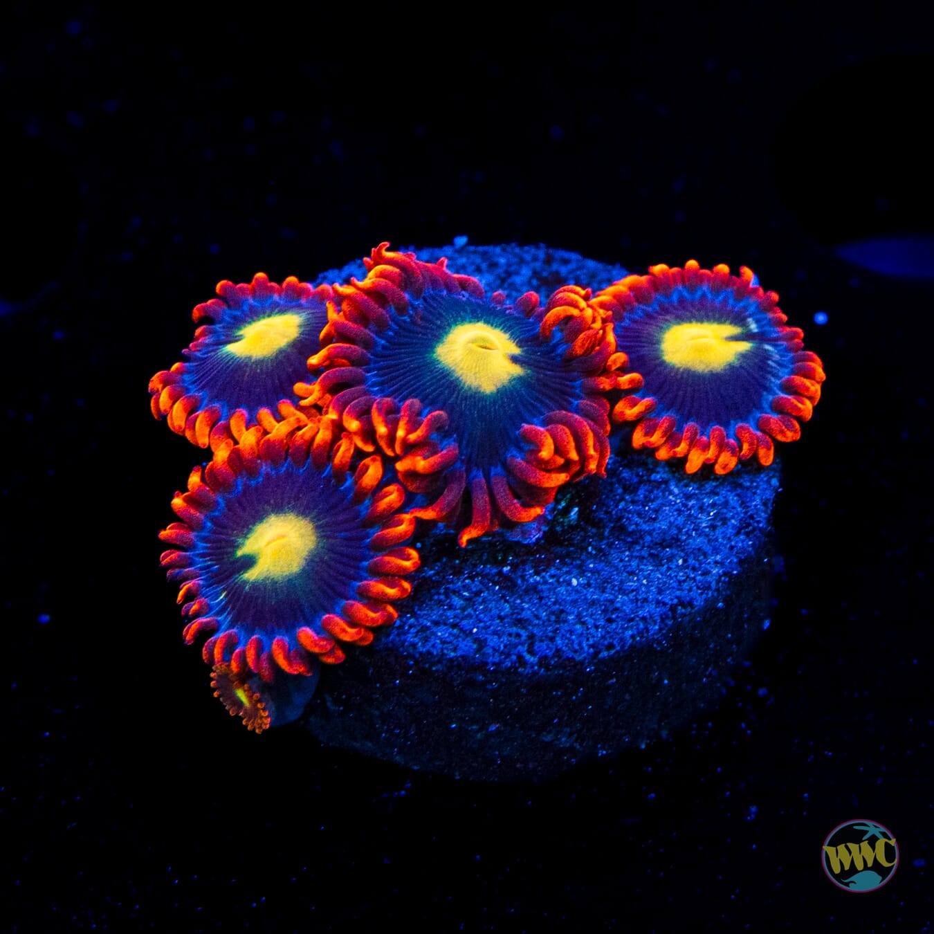 WWC Mandarin Monster Zoanthids