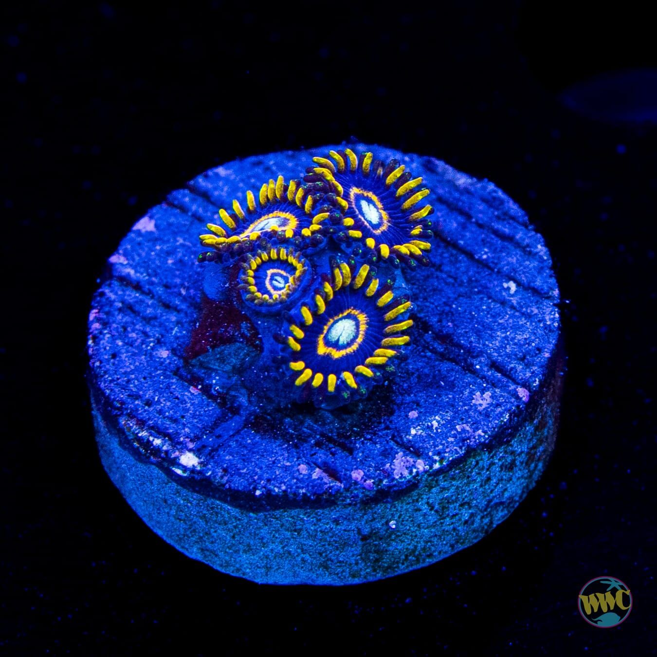 Blue Hornet Zoanthids