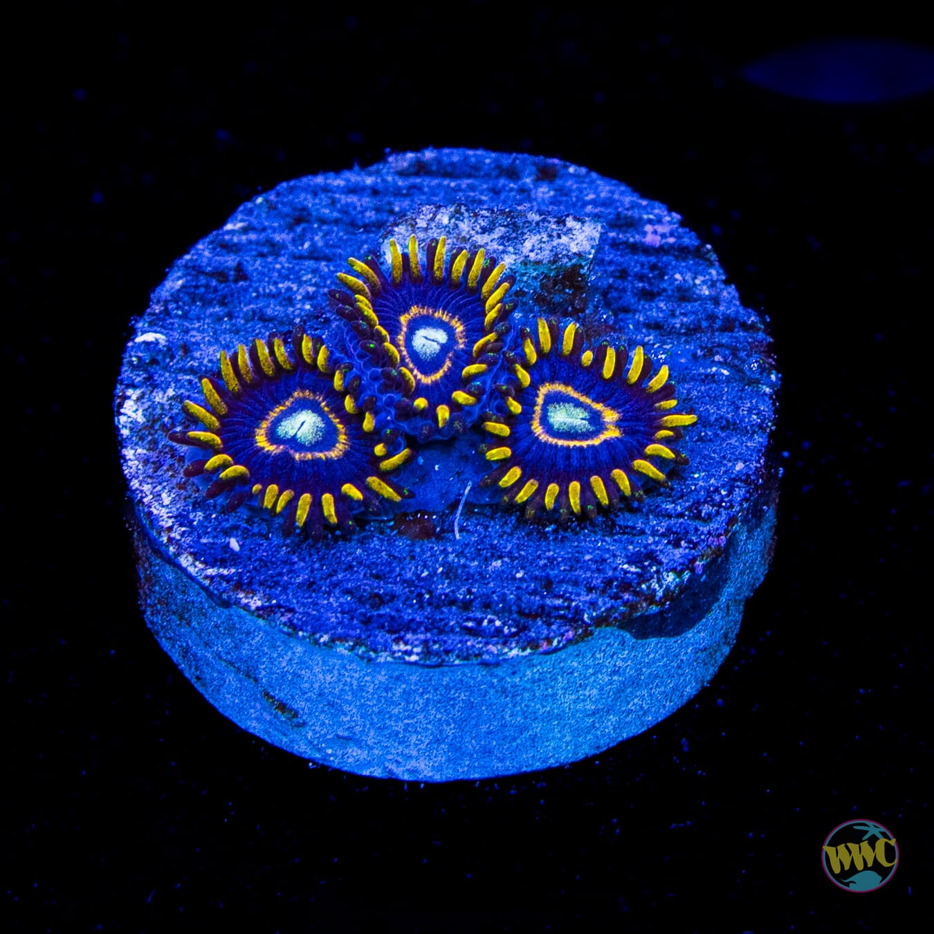 Blue Hornet Zoanthids