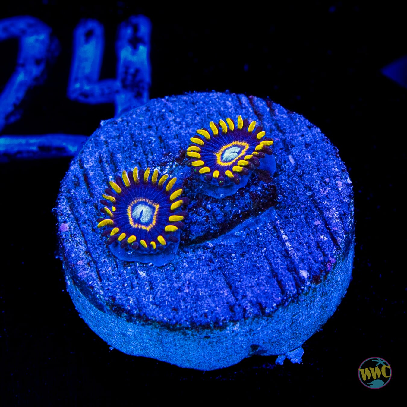 Blue Hornet Zoanthids