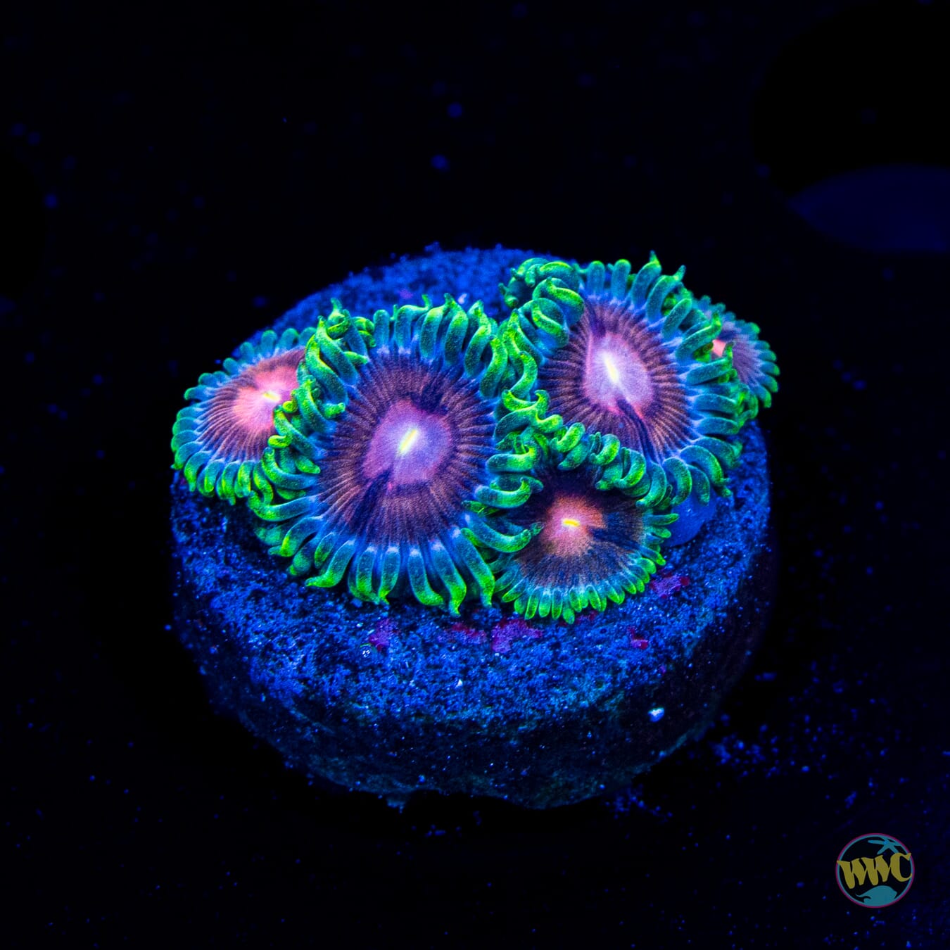 WWC Lucky Kentucky Zoanthids