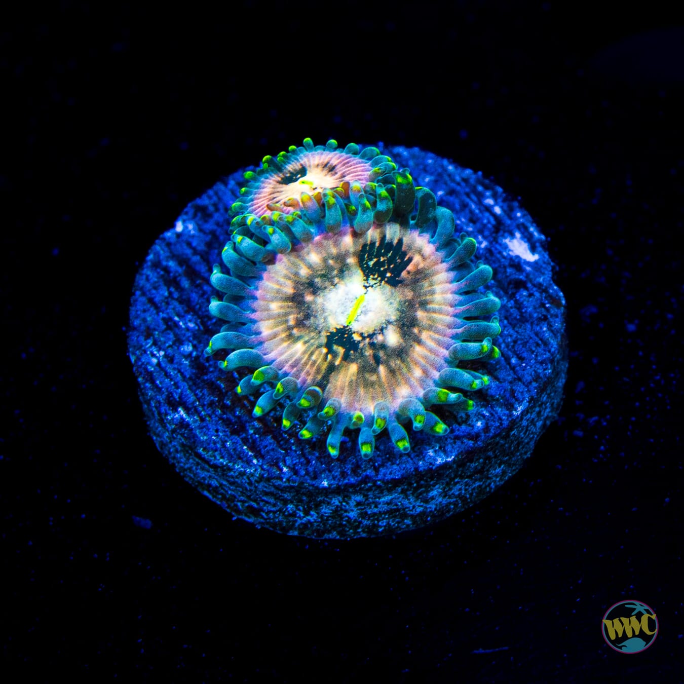 Hawaiian Ding Dang Zoanthids