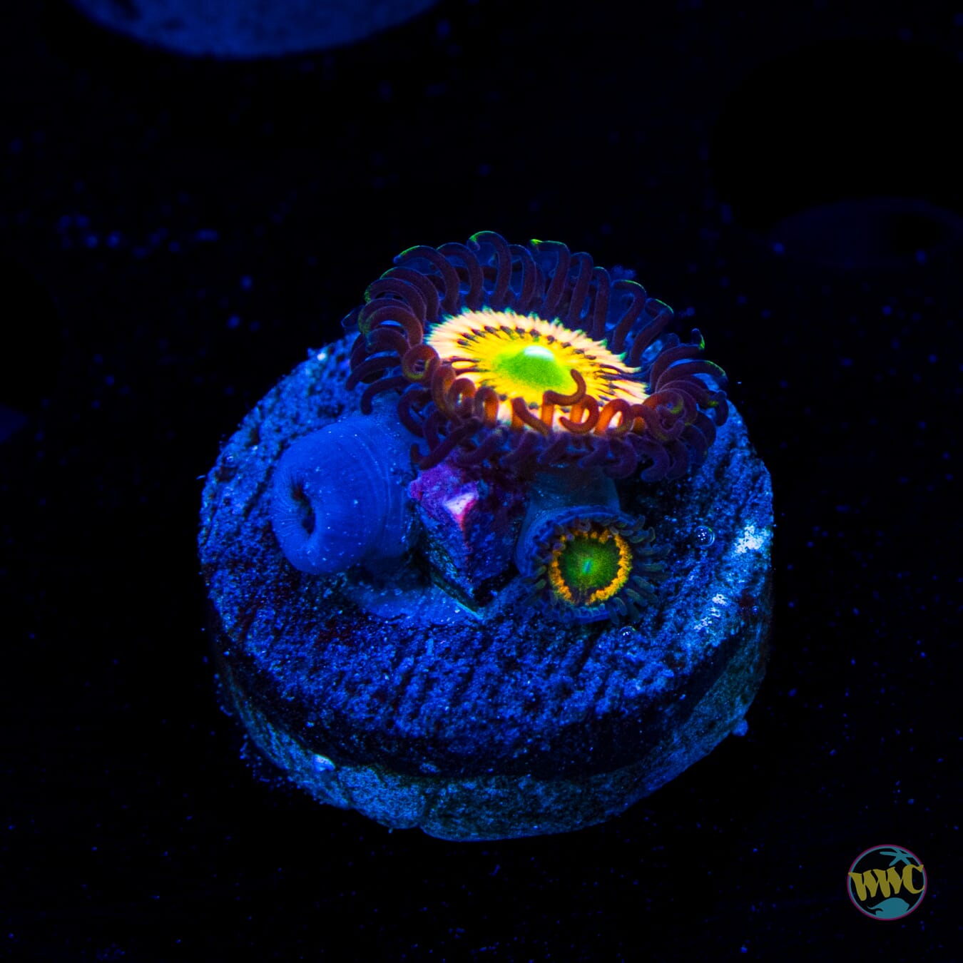 Citrus Cooler Zoanthids