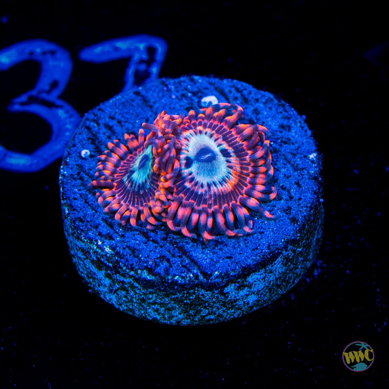 Utter Peace Zoanthids