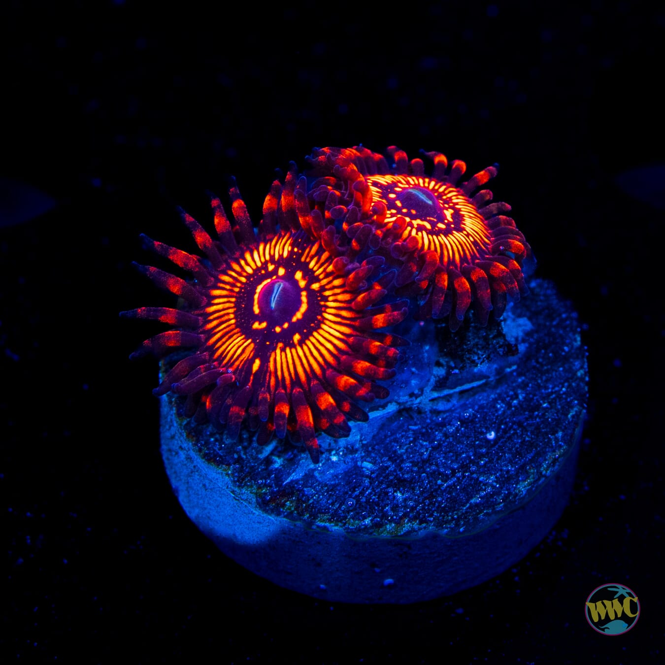 WWC Balrog Zoanthids