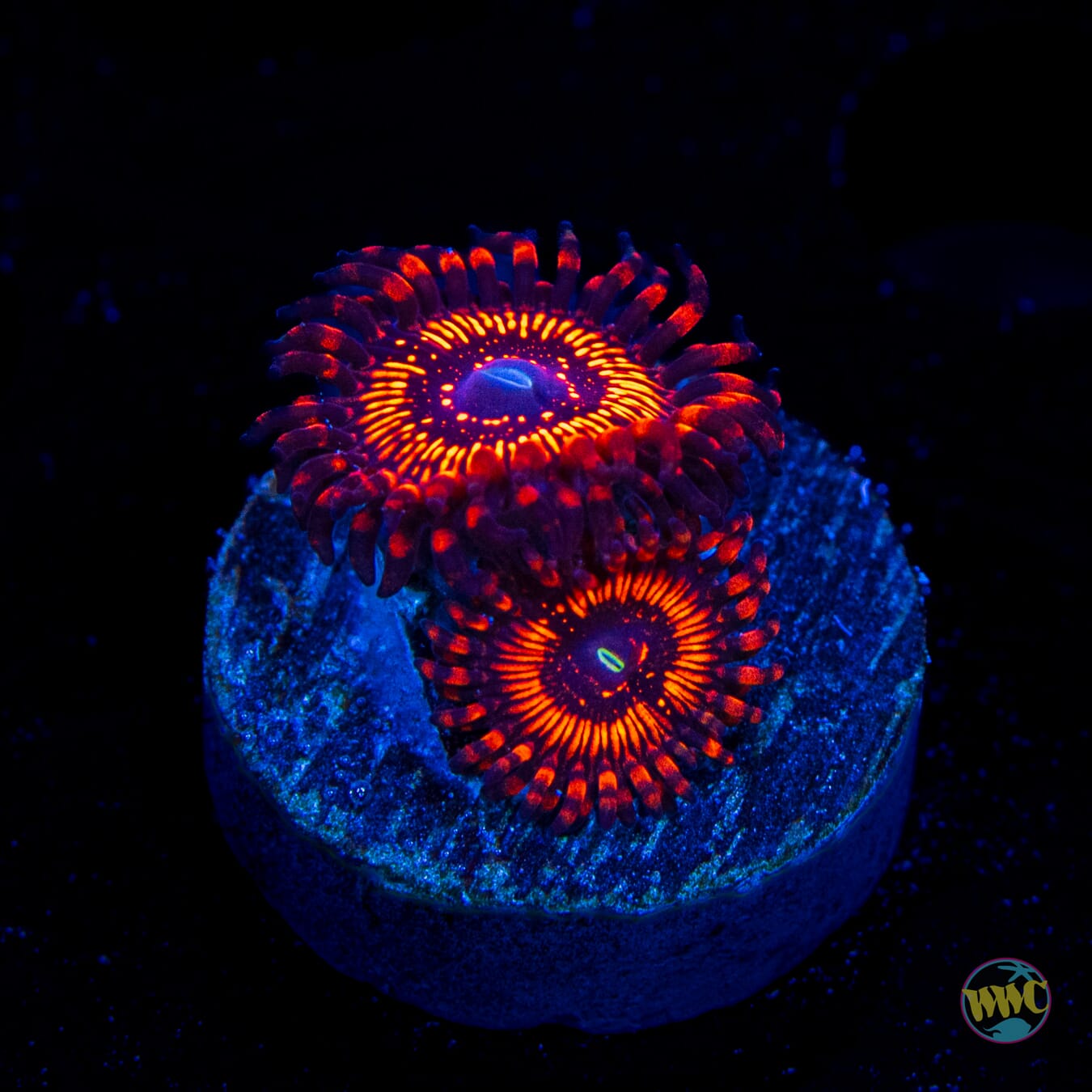 WWC Balrog Zoanthids