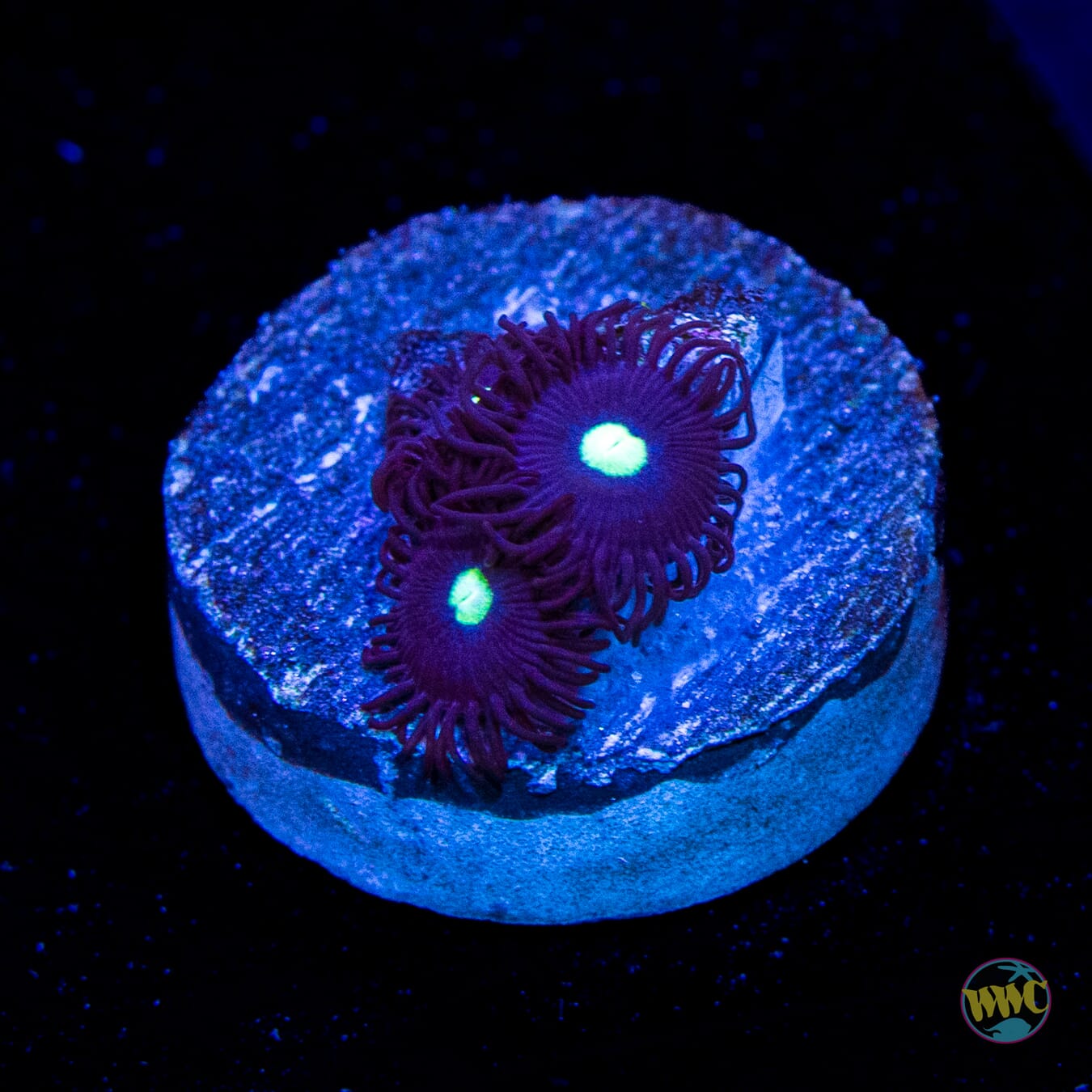 Tick Tac Zoanthids