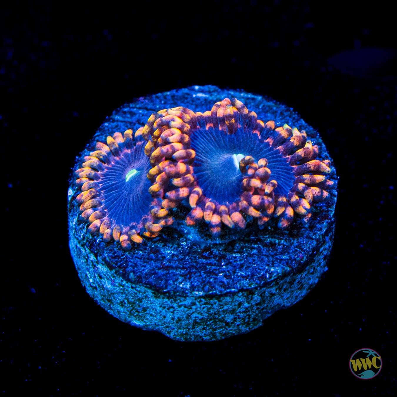 WWC Ultimate Chaos Zoanthids