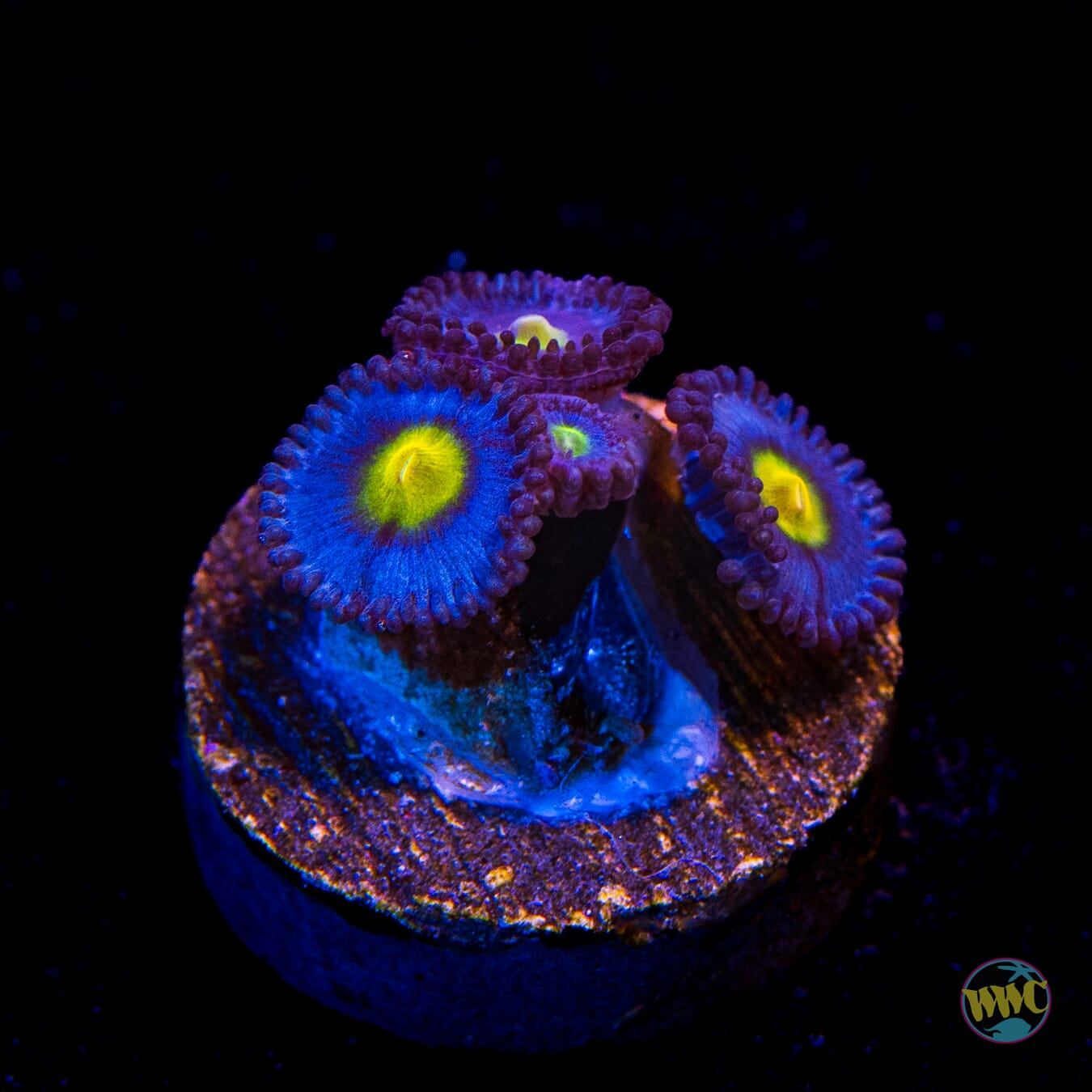 WWC AOI Zoanthids