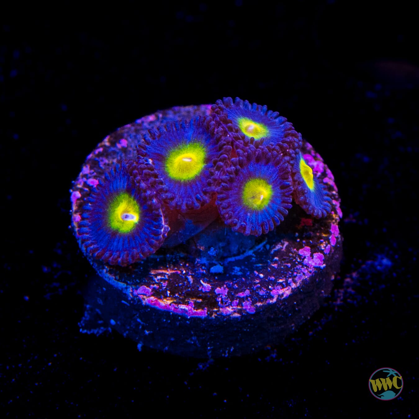 WWC AOI Zoanthids