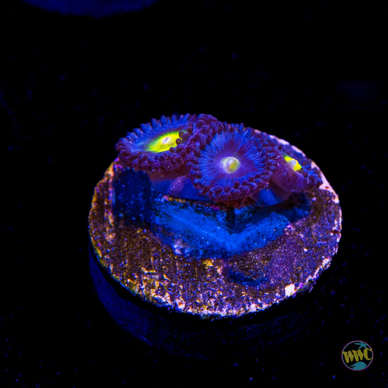 WWC AOI Zoanthids