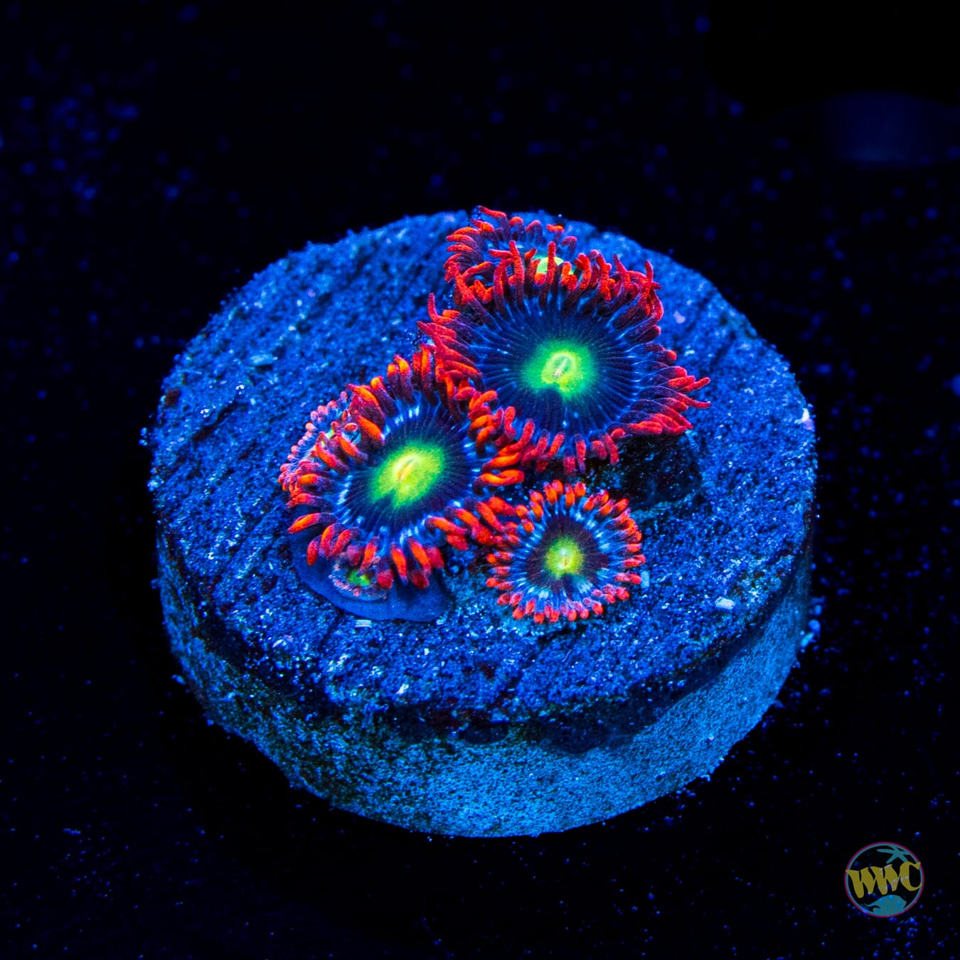 WWC Monster Mash Zoanthids