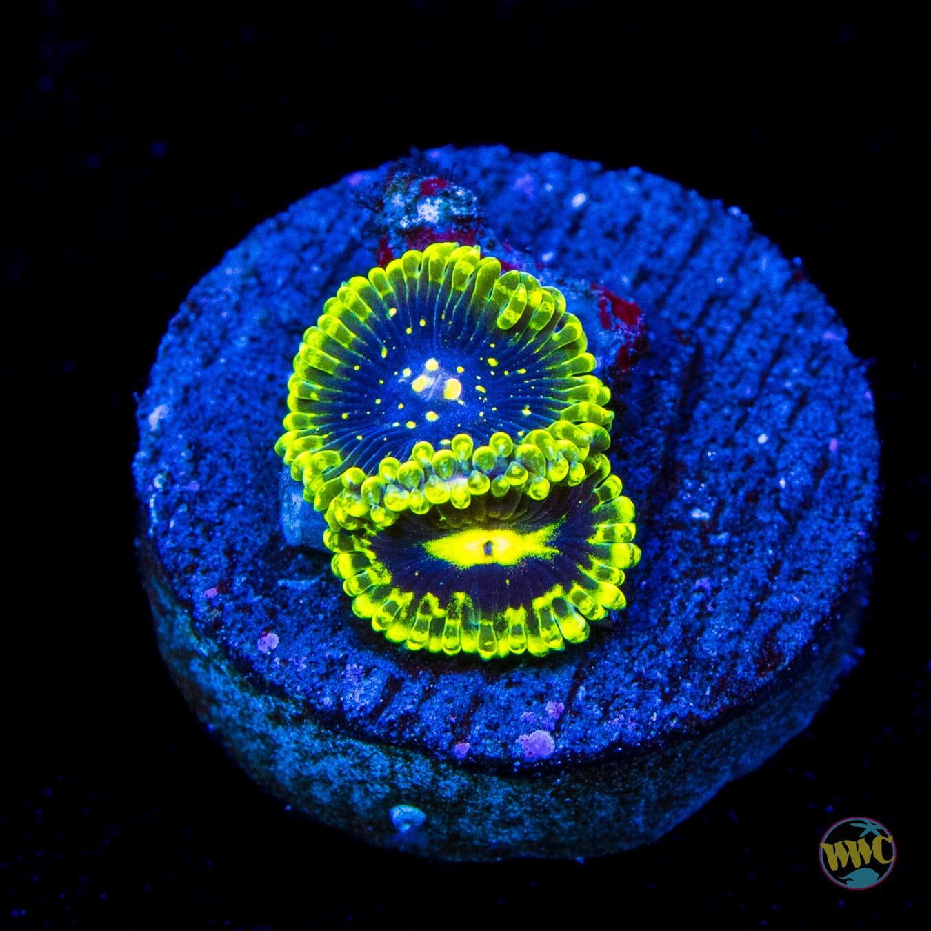 Exosphere Zoanthids