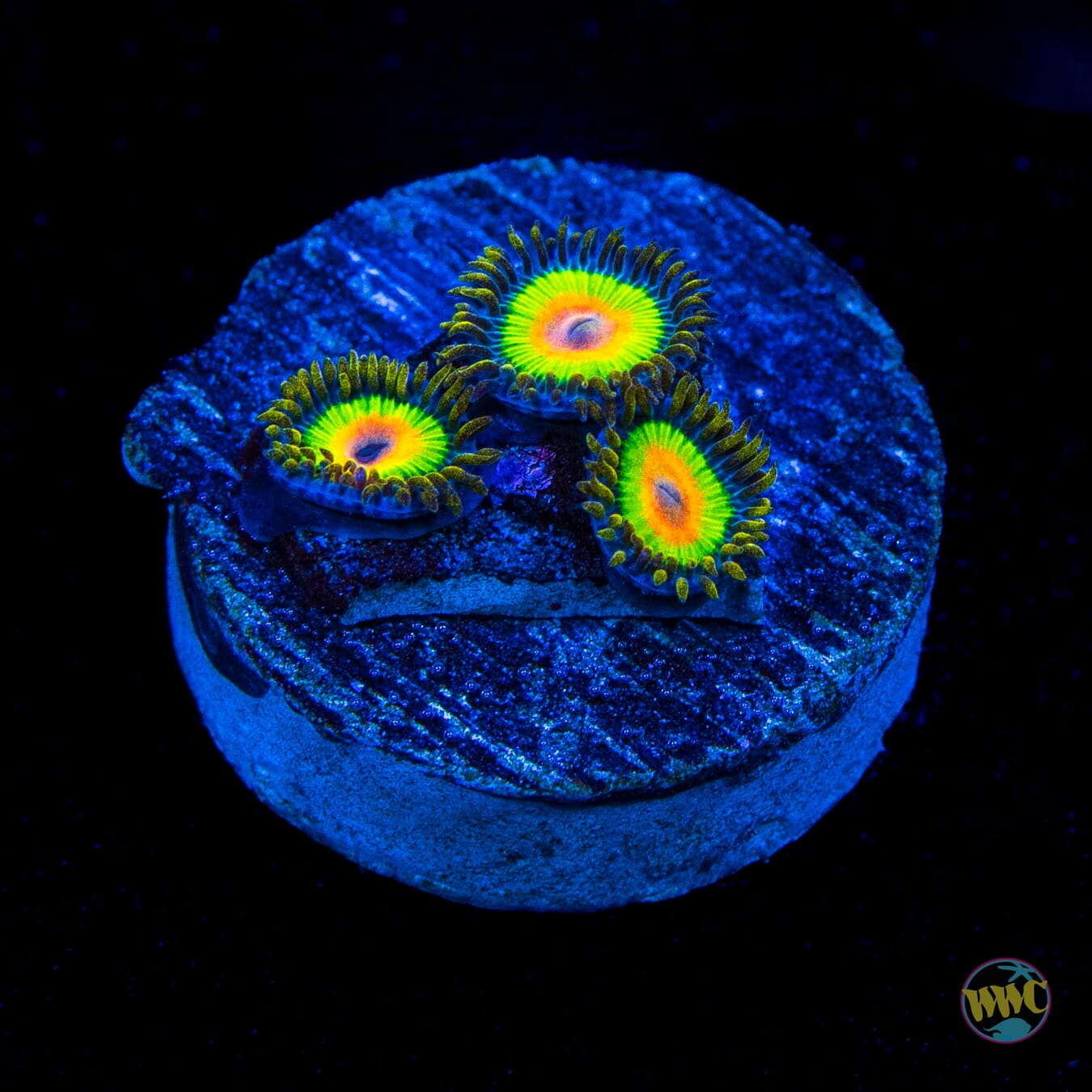 Rasta Zoanthids