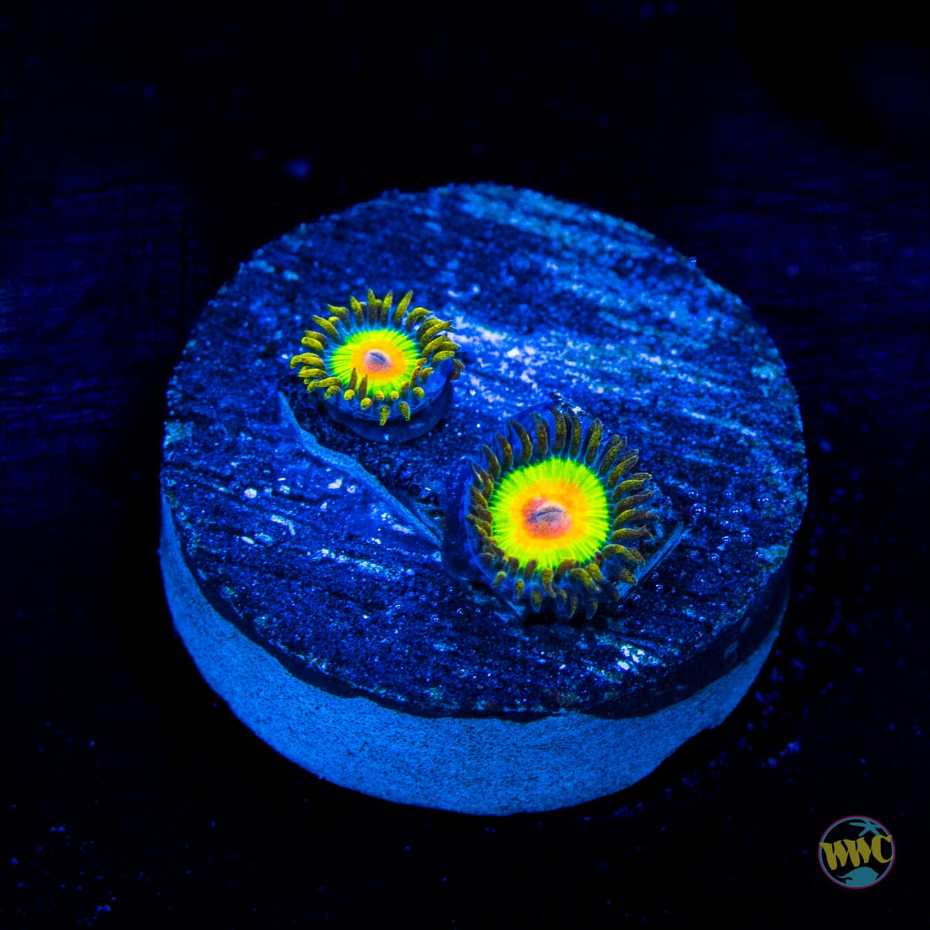 Rasta Zoanthids
