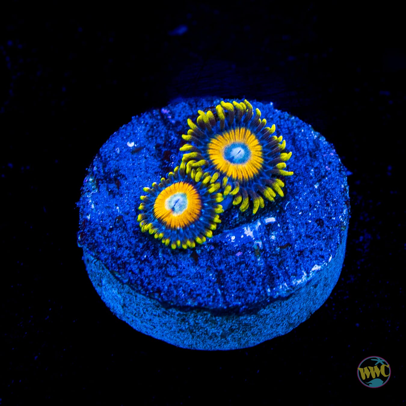 Scrambled Eggs Zoanthids