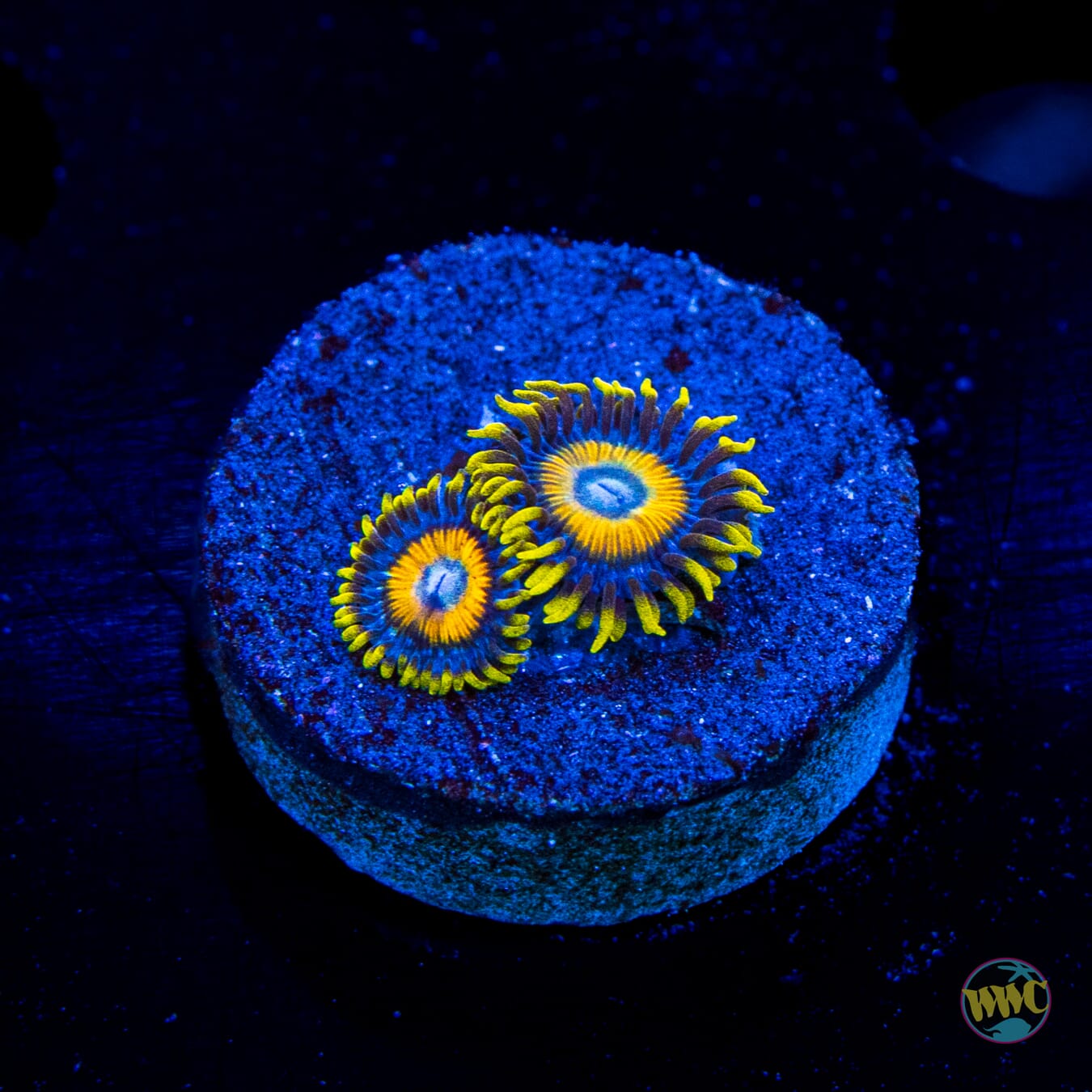 Scrambled Eggs Zoanthids