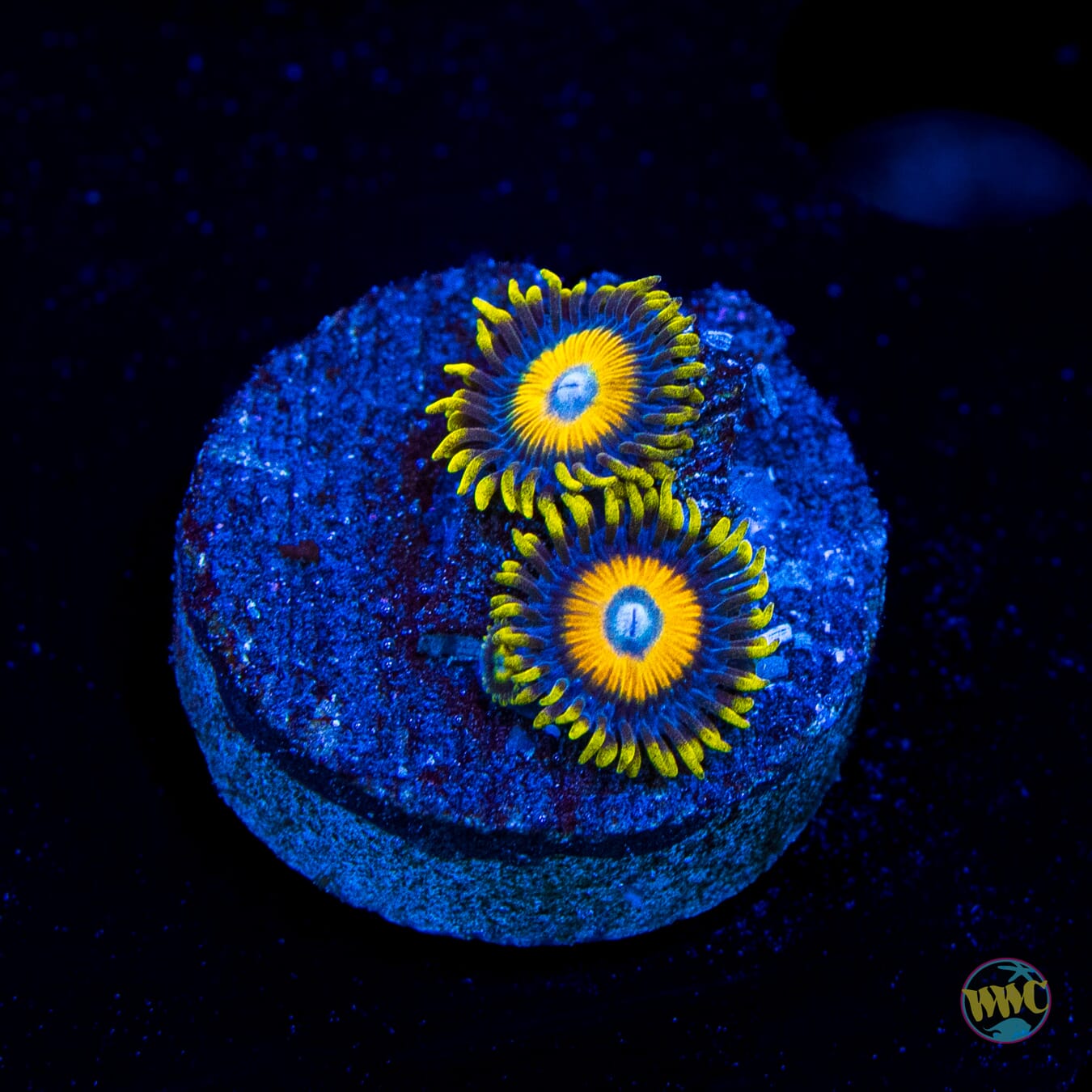 Scrambled Eggs Zoanthids